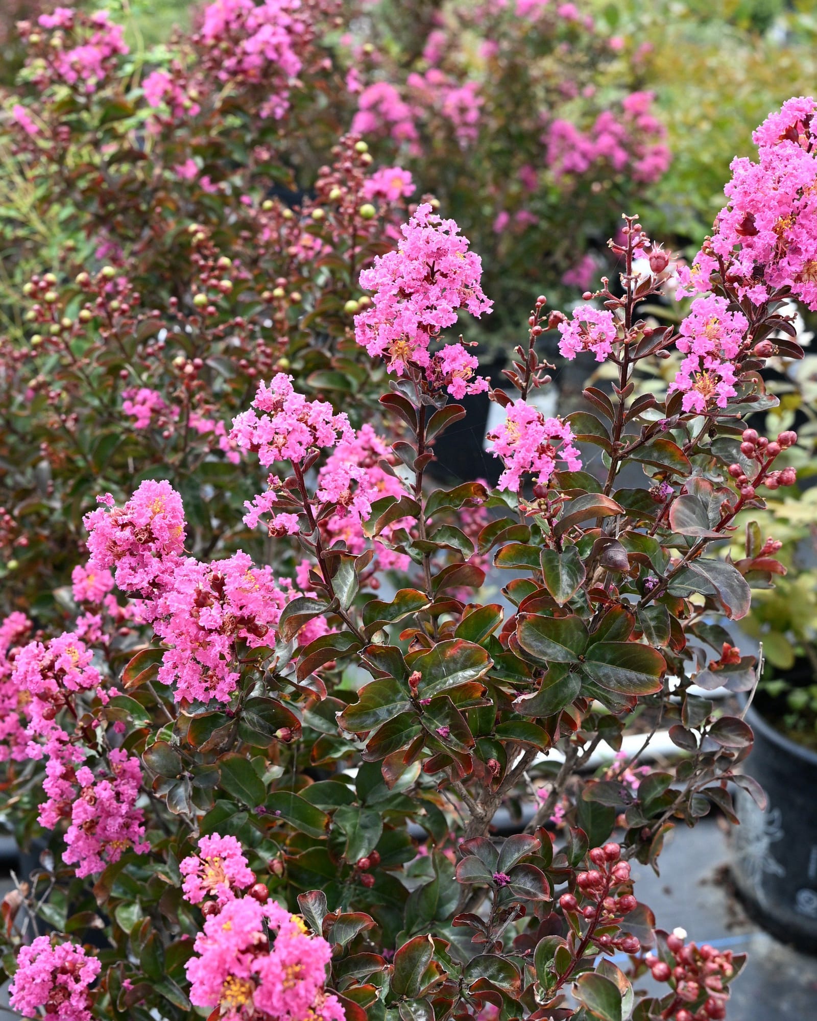 Dark Roast Crape Myrtle - view 4
