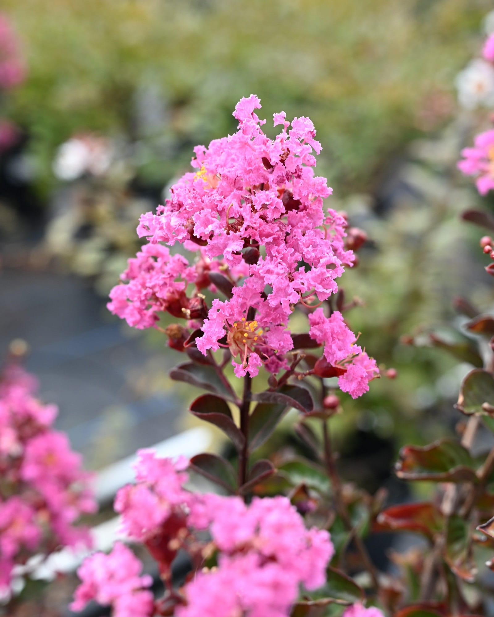 Dark Roast Crape Myrtle - view 5