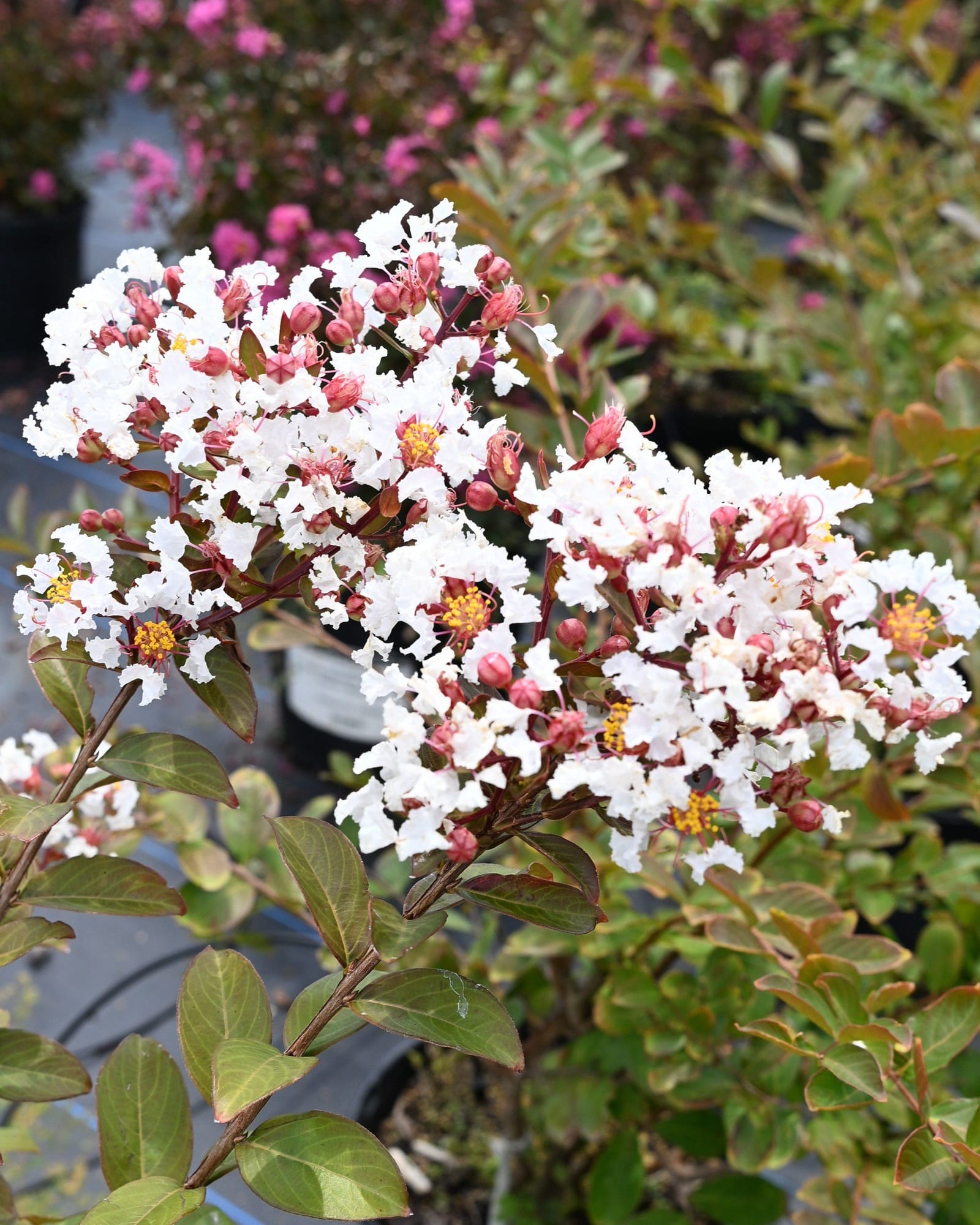 French Vanilla Crape Myrtle - view 4