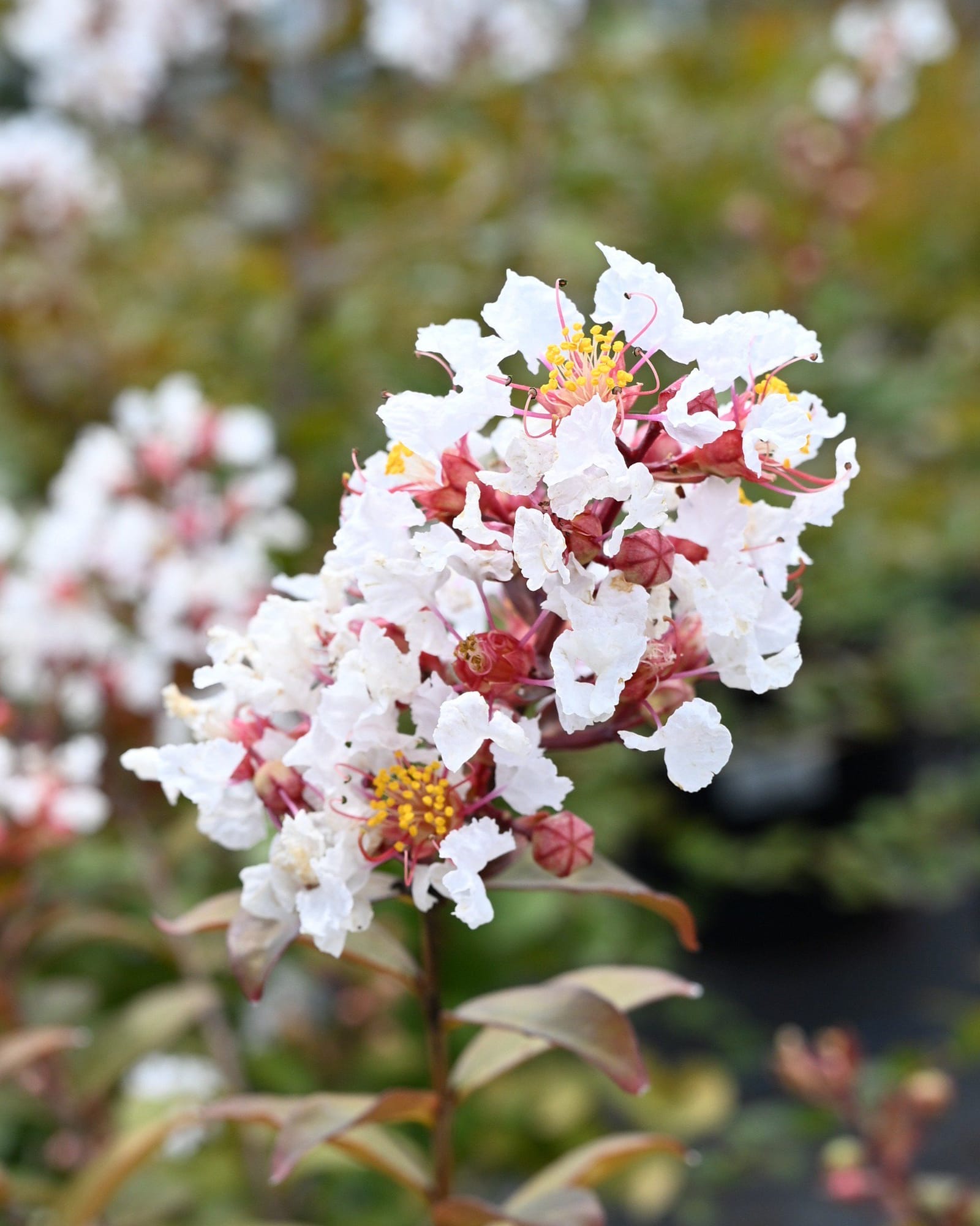 French Vanilla Crape Myrtle - view 5