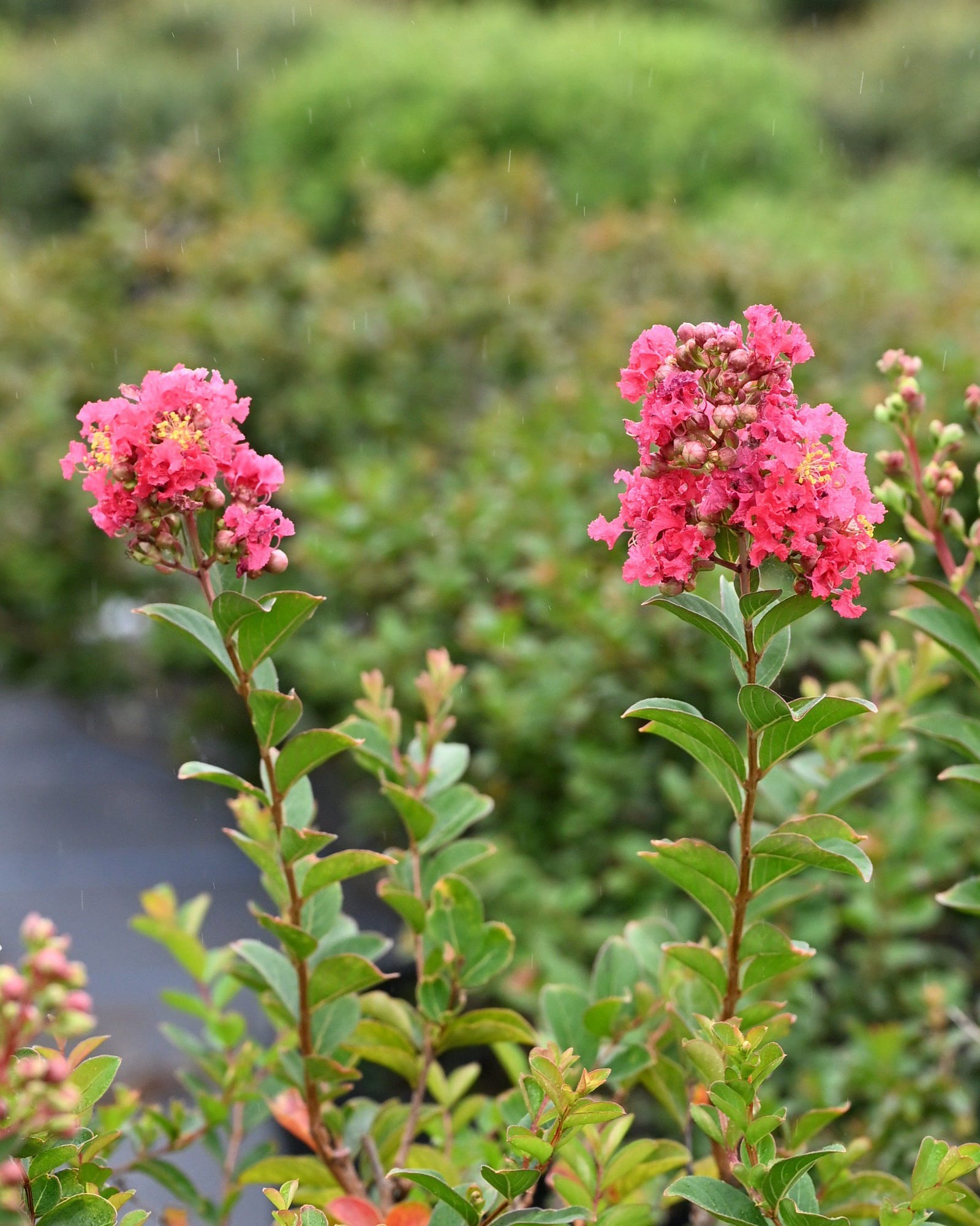Bellini Raspberry Crape Myrtle - view 2