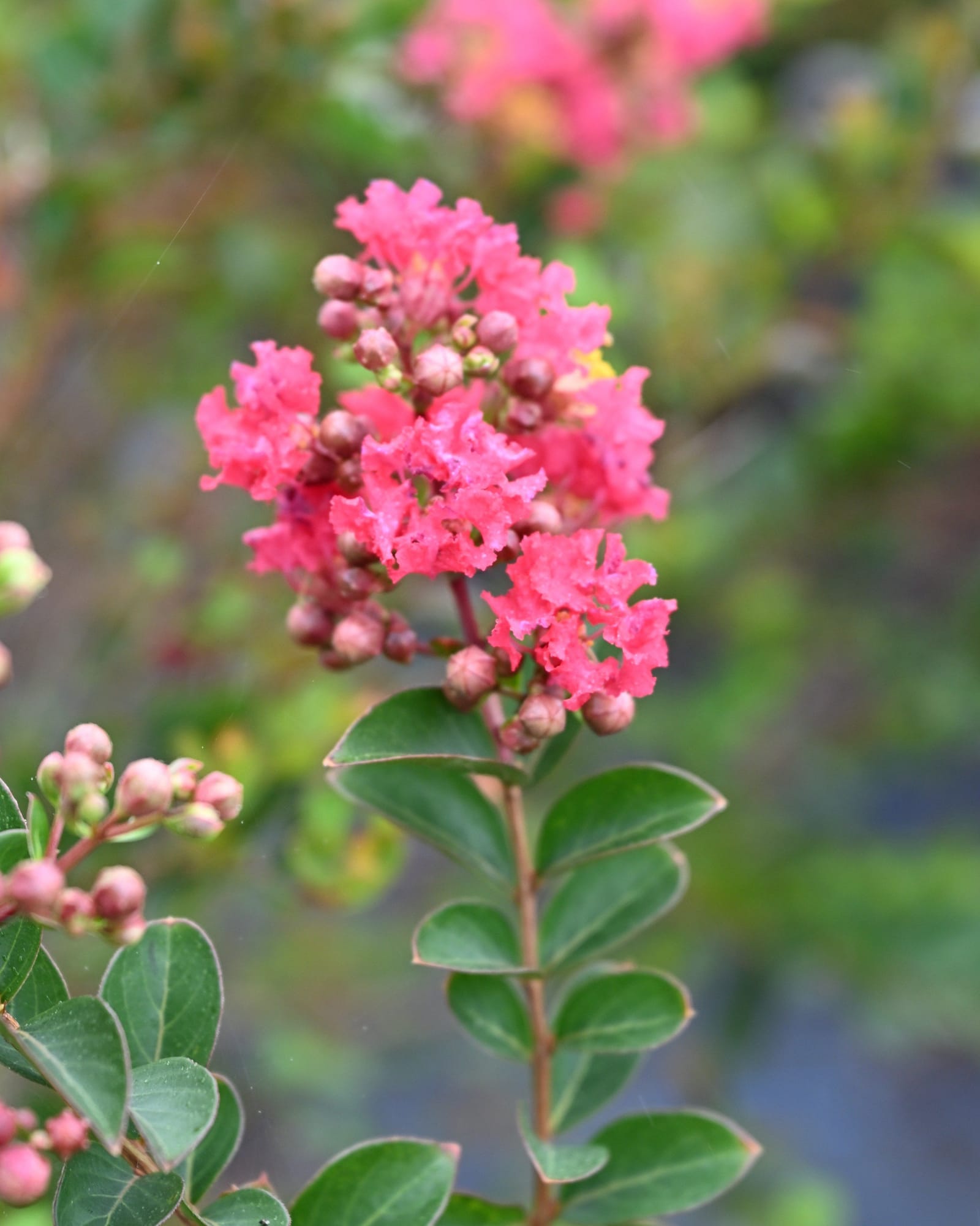 Bellini Raspberry Crape Myrtle