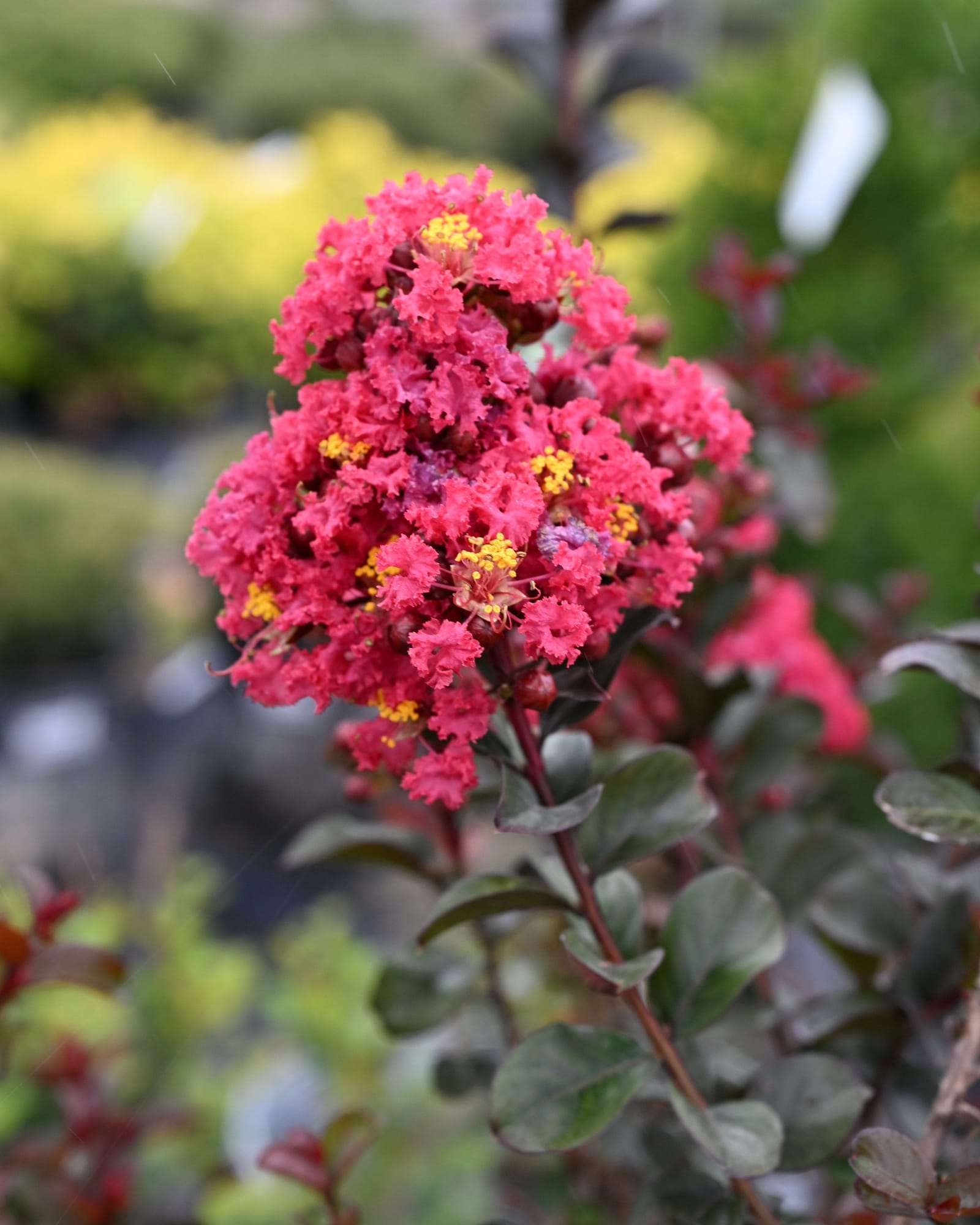 Cherry Mocha Crape Myrtle