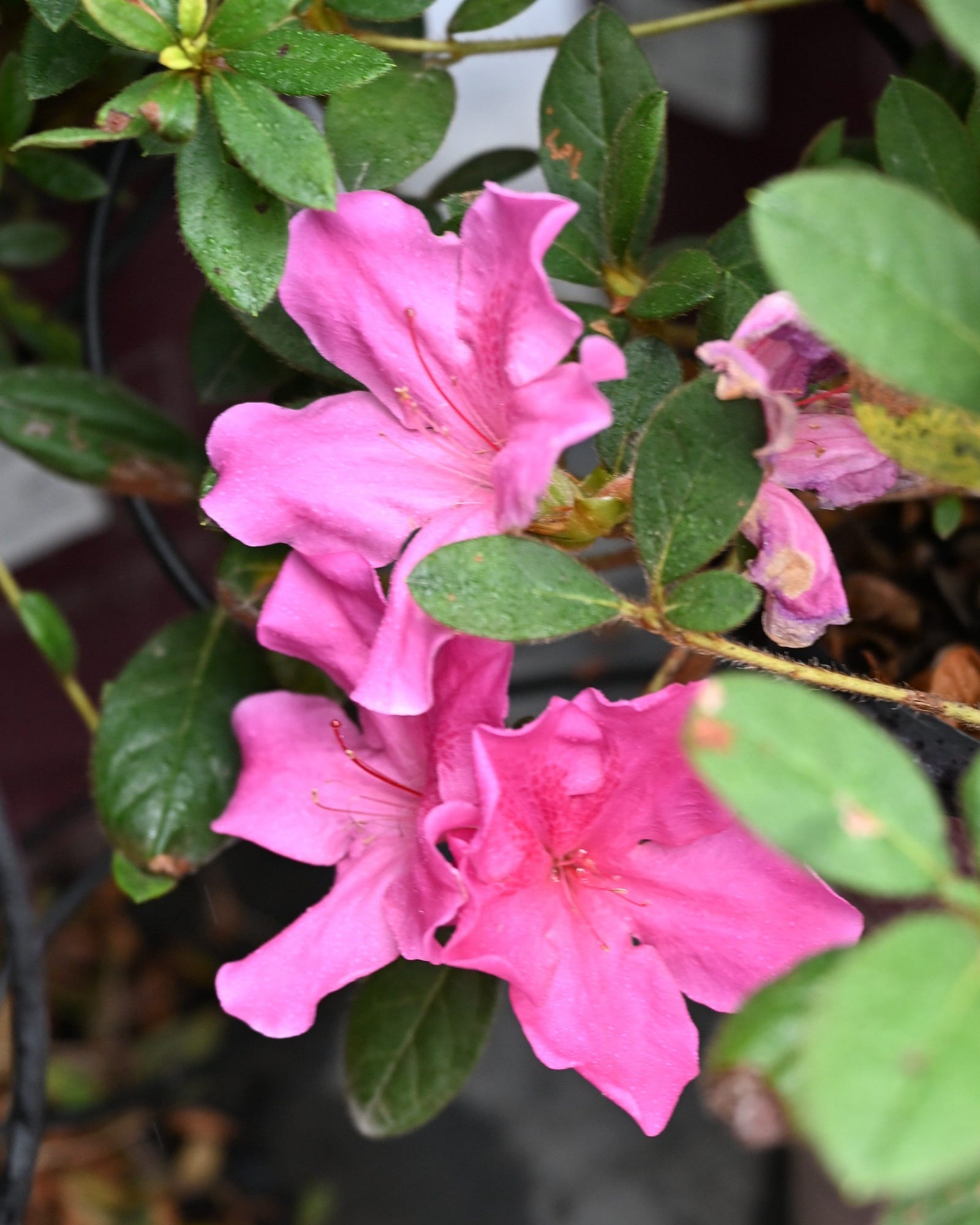 Encore Azalea Autumn Sangria
