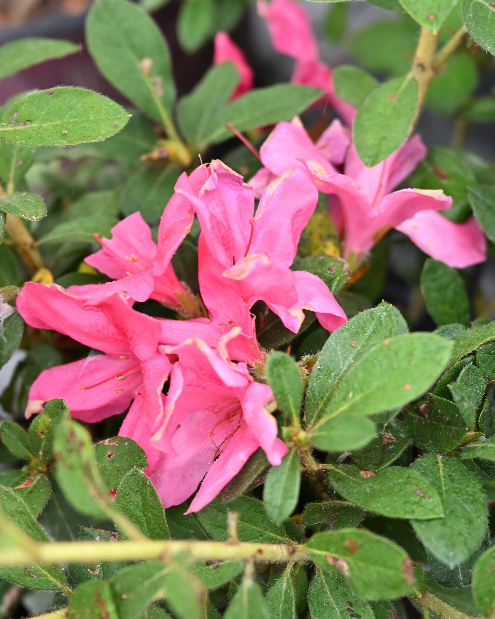 Encore Azalea Autumn Sangria - view 5