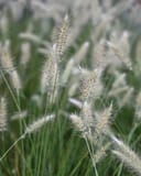 Dwarf Little Bunny Fountain Grass thumbnail 6