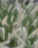 Dwarf Little Bunny Fountain Grass thumbnail 7