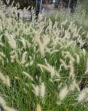 Dwarf Little Bunny Fountain Grass thumbnail 8
