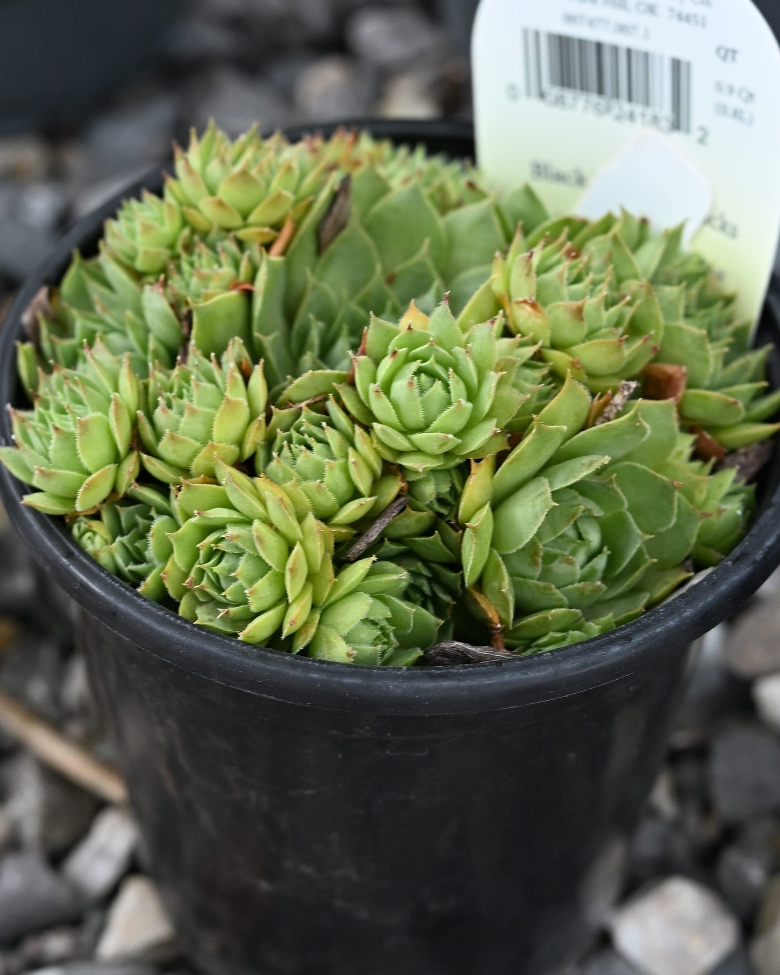 Black Hens and Chicks Sempervivum - view 2