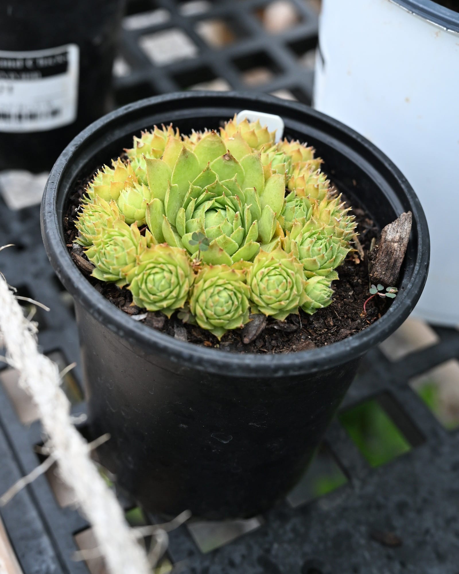 Black Hens and Chicks Sempervivum - view 3