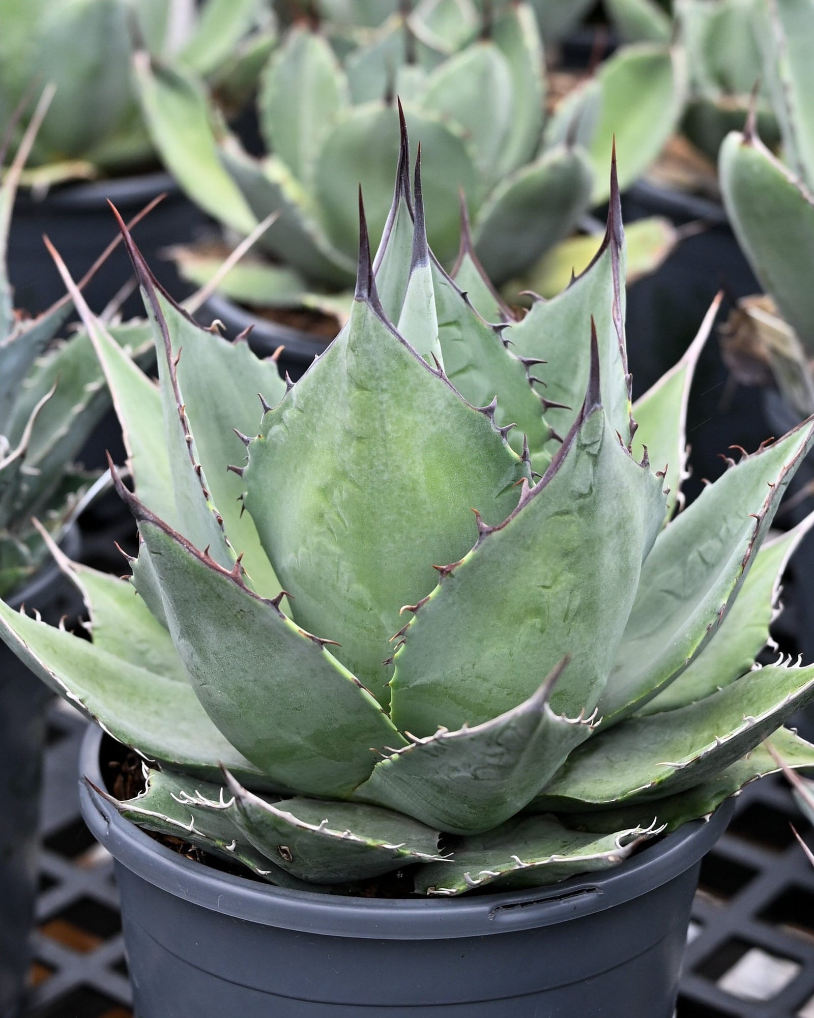 Cabbage Head Agave