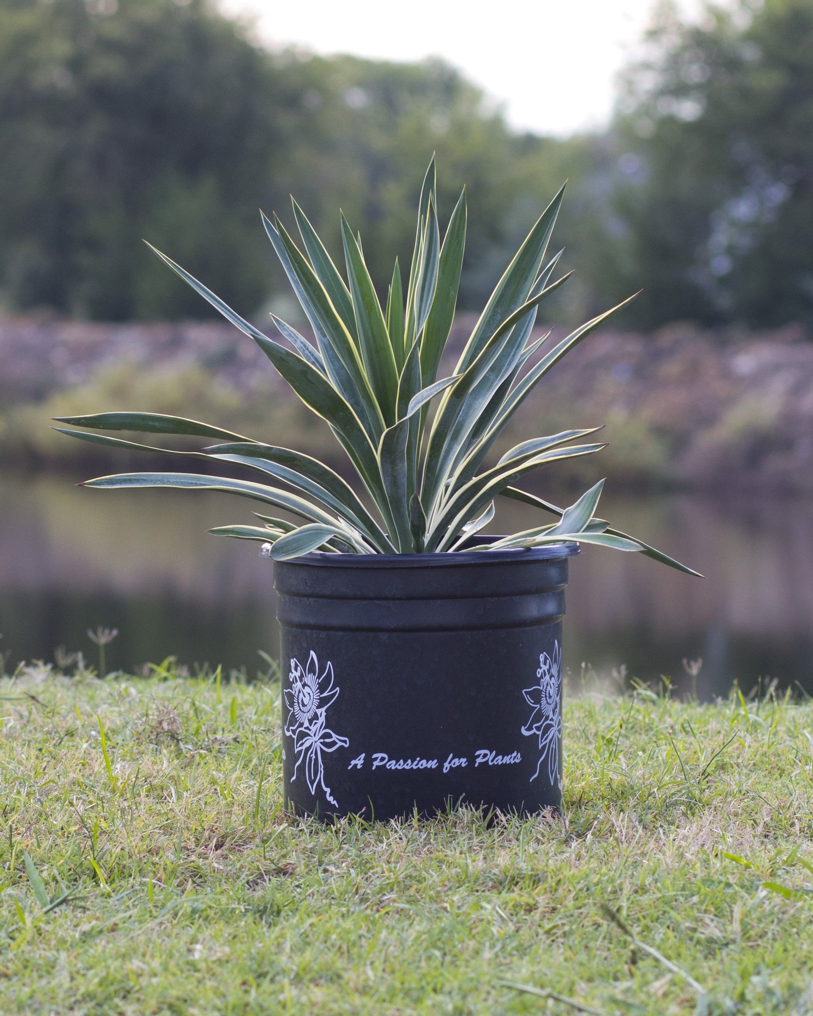 Spanish Dagger Variegated Yucca - Image 1
