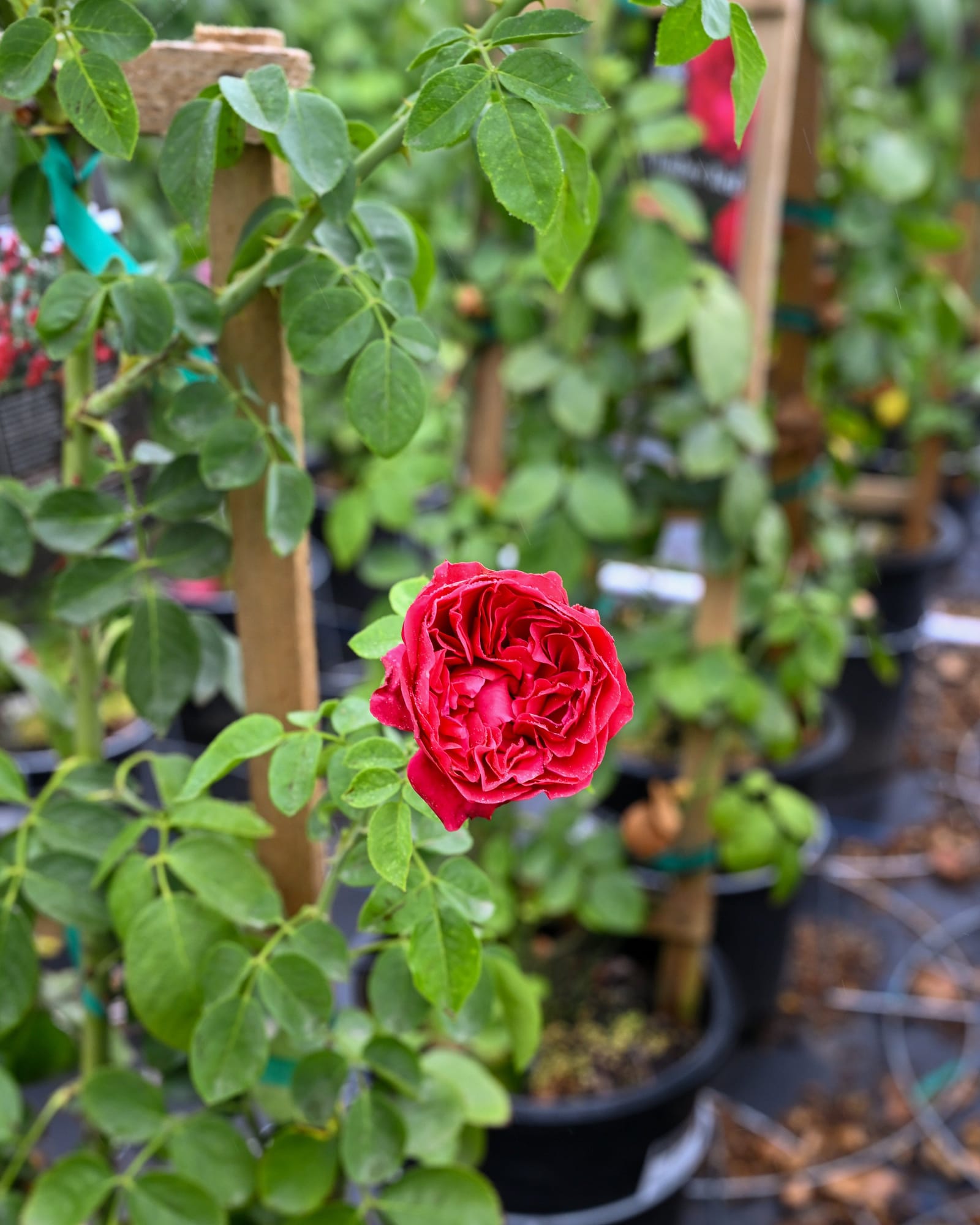 Red Eden Climbing Rose Trellis - view 2