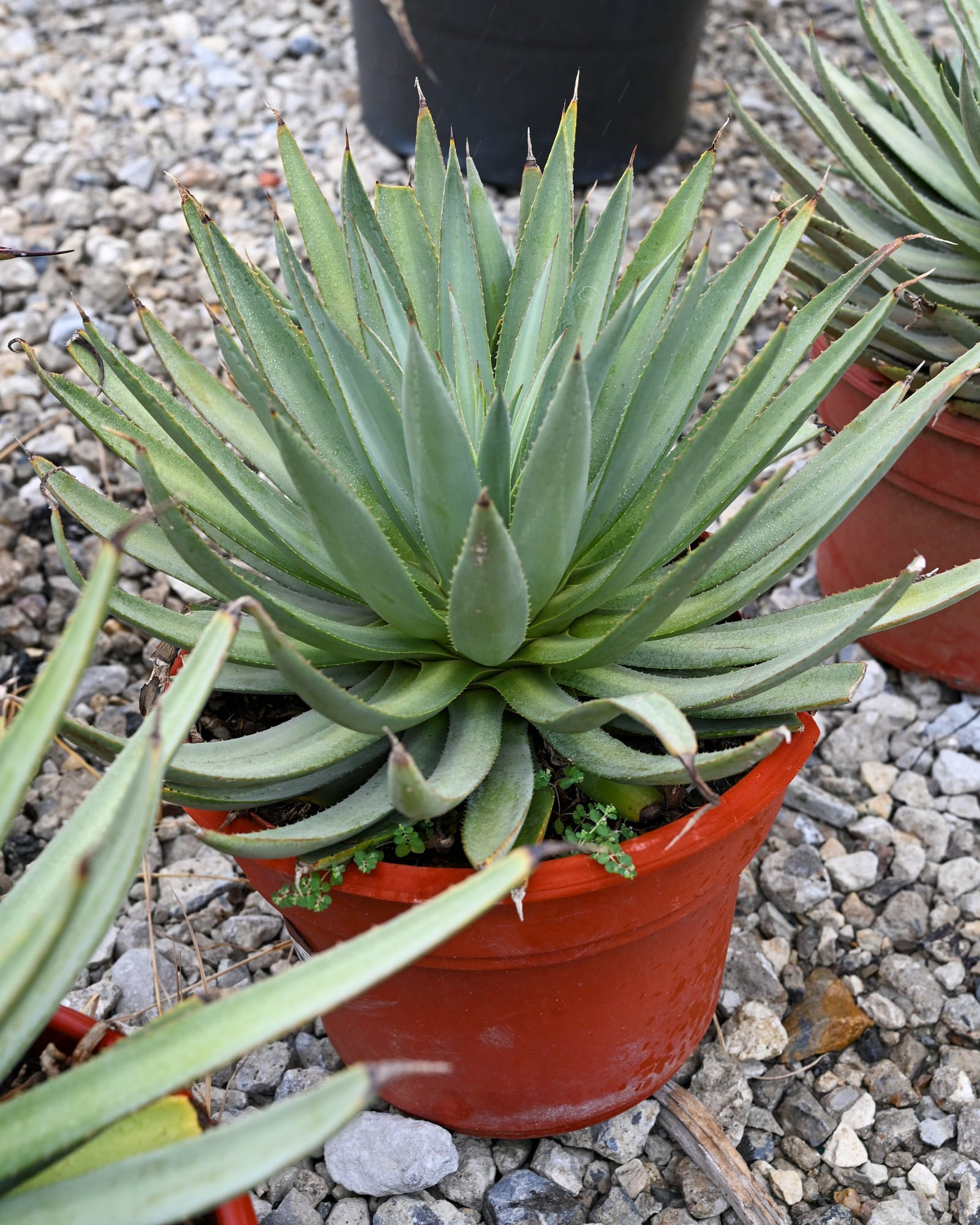 Mangave Agave Frosted Elegance - view 5