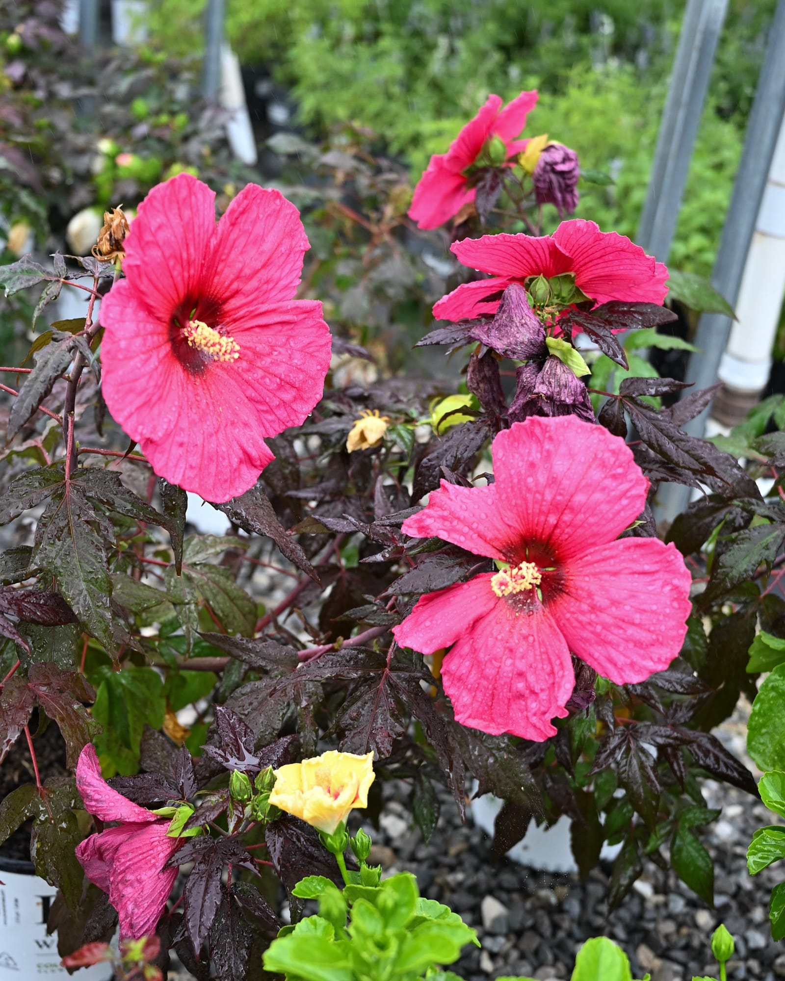 Summerific Evening Rose Hardy Hibiscus - view 3