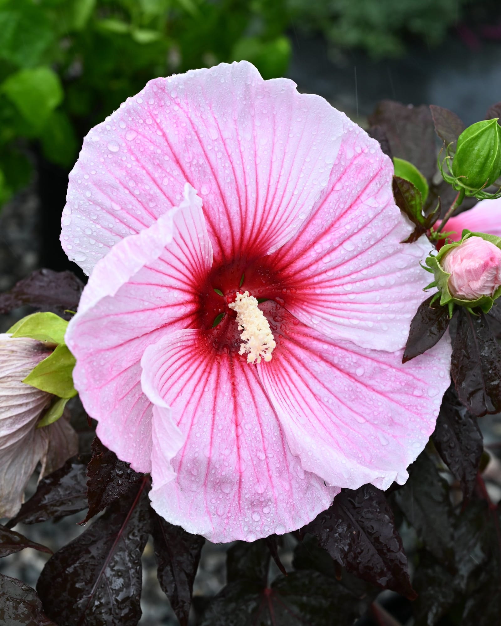 Starry Starry Night Hibiscus