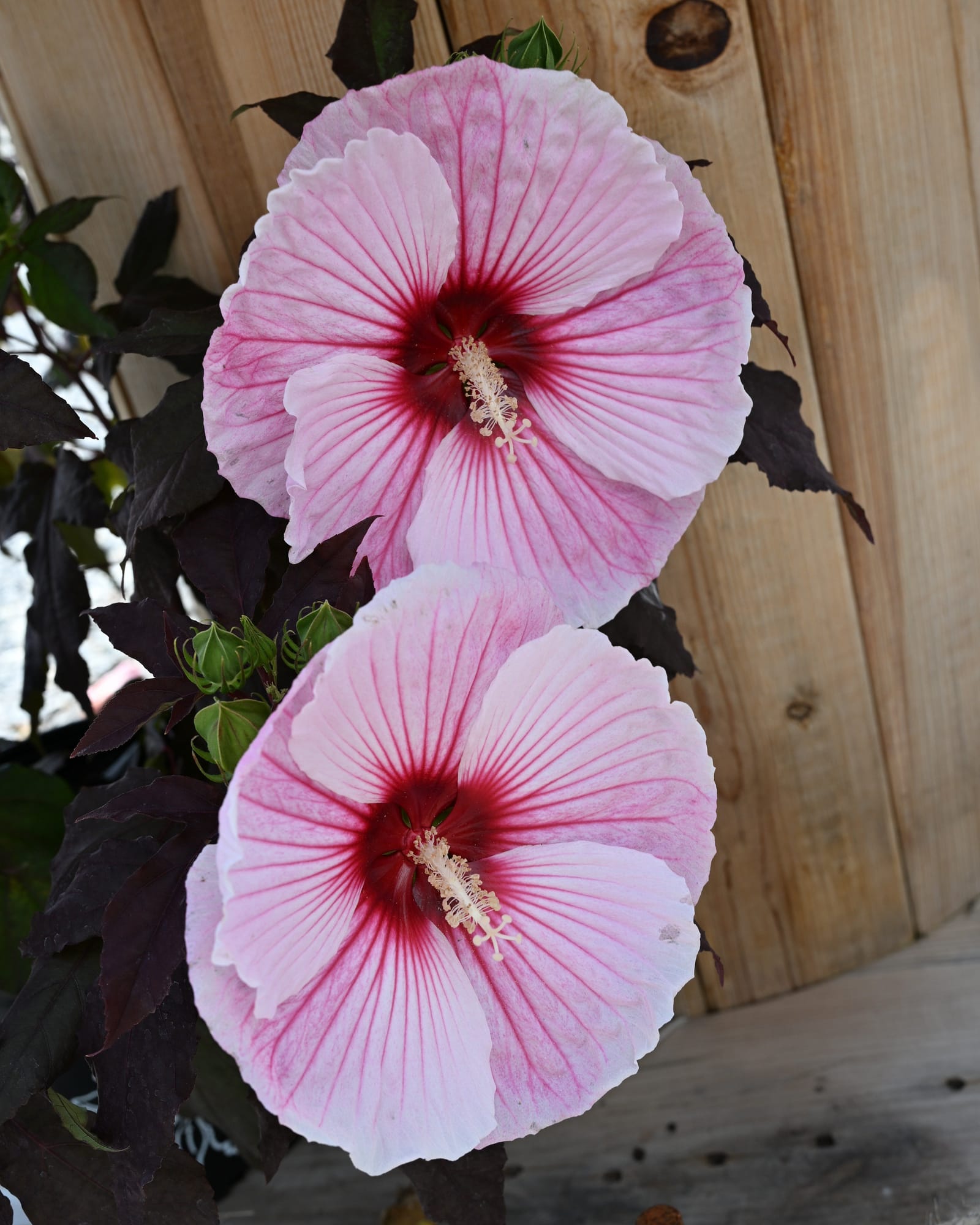Starry Starry Night Hibiscus - view 5