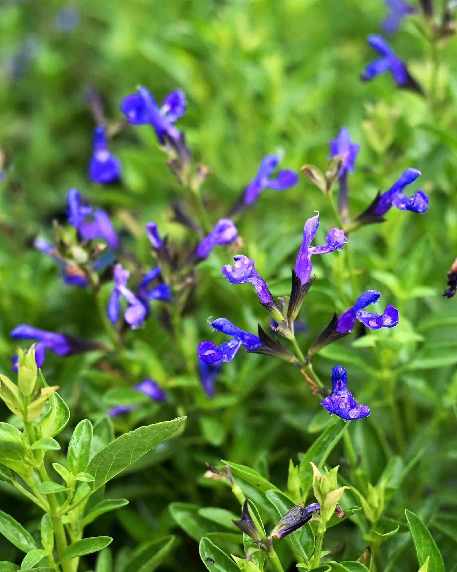 Mirage Blue Salvia Greggii