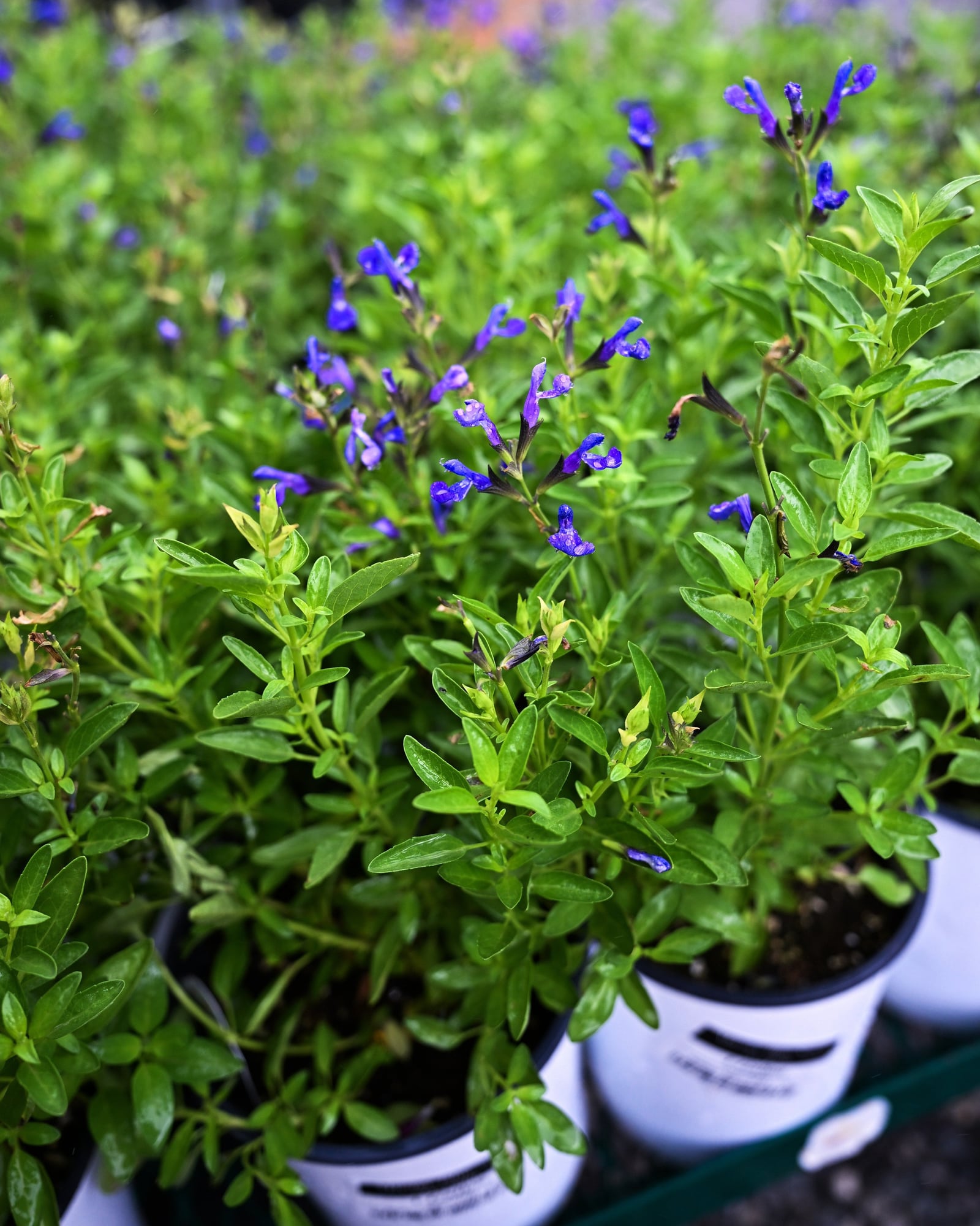 Mirage Blue Salvia Greggii - Image 1