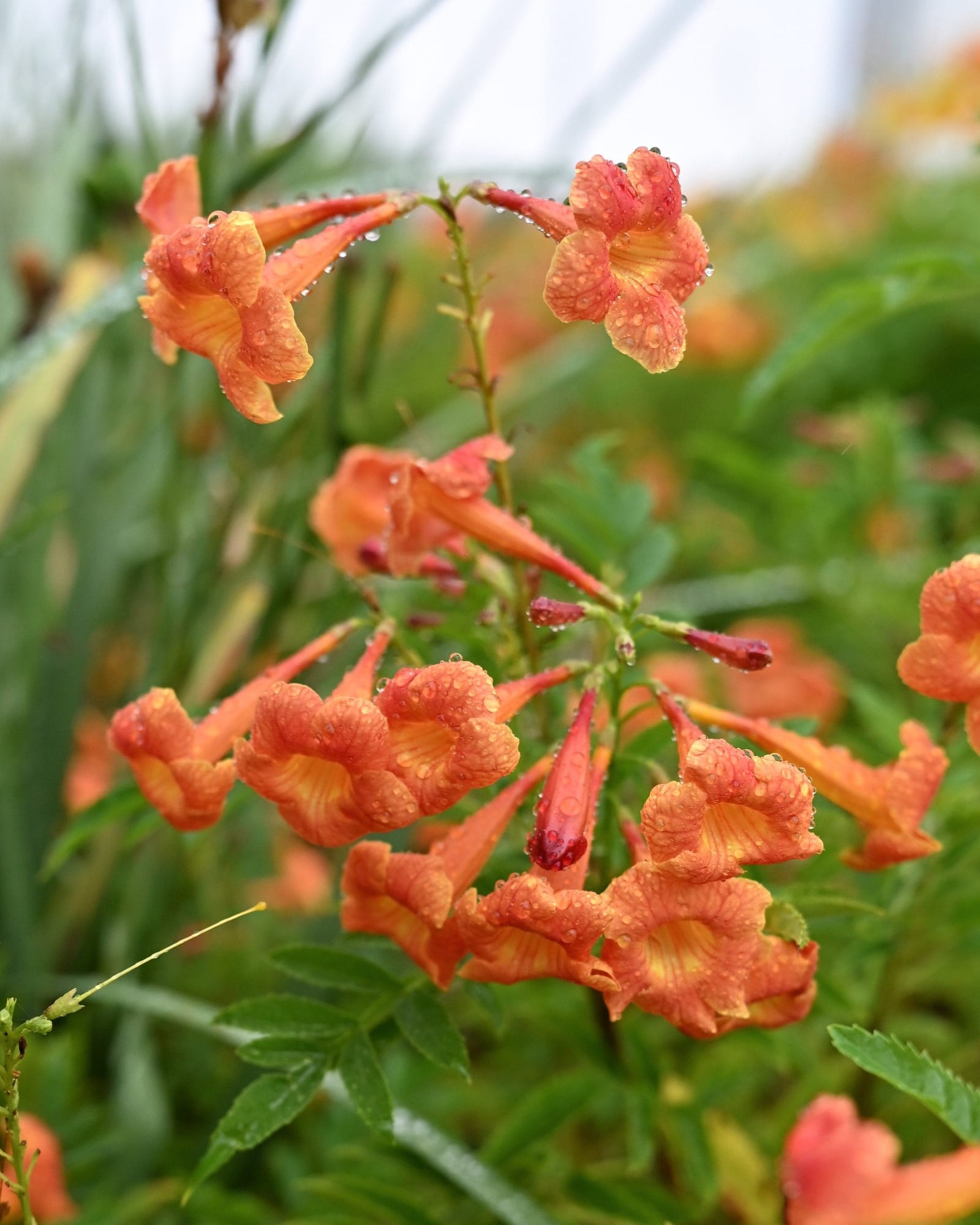 Bells of Fire Esperanza - view 2