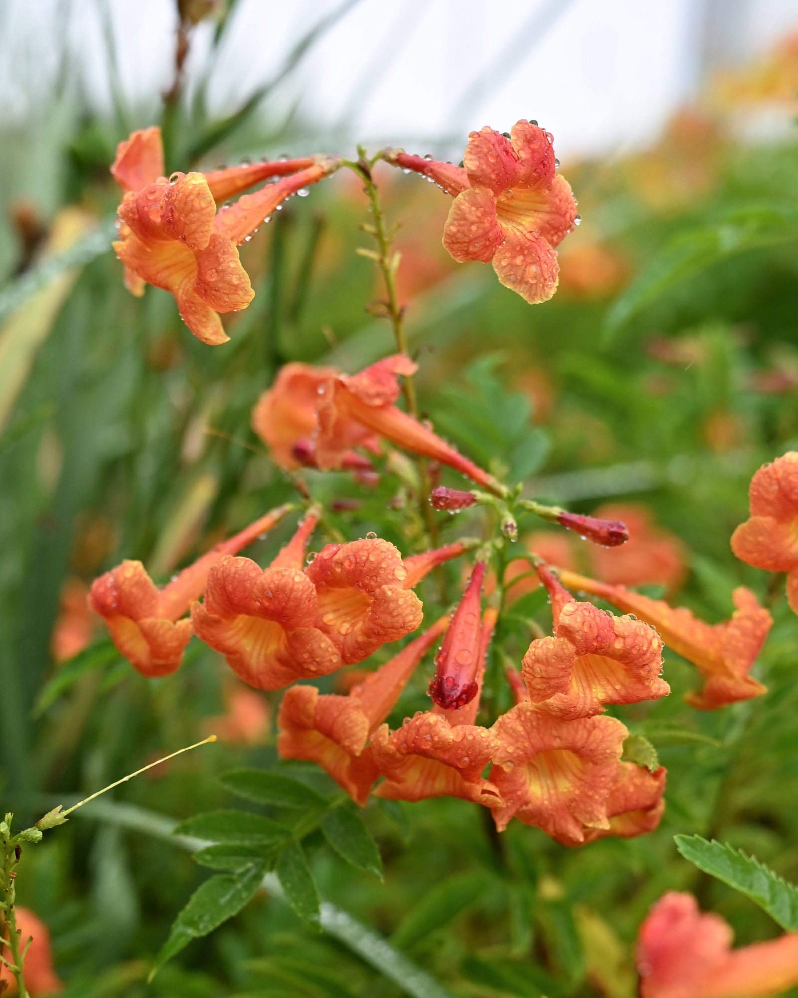 Bells of Fire Esperanza - Image 1