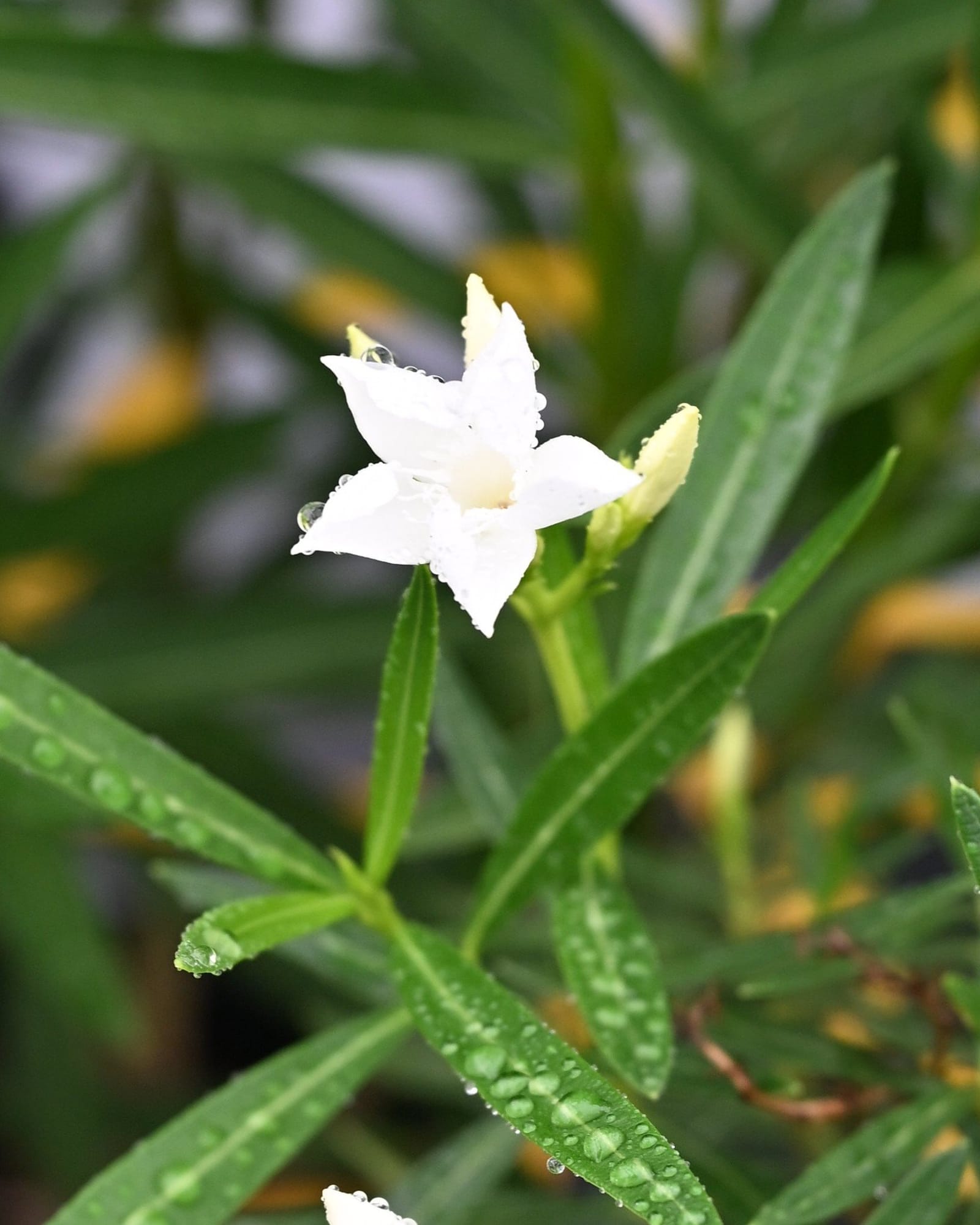 Petite White Oleander - view 2