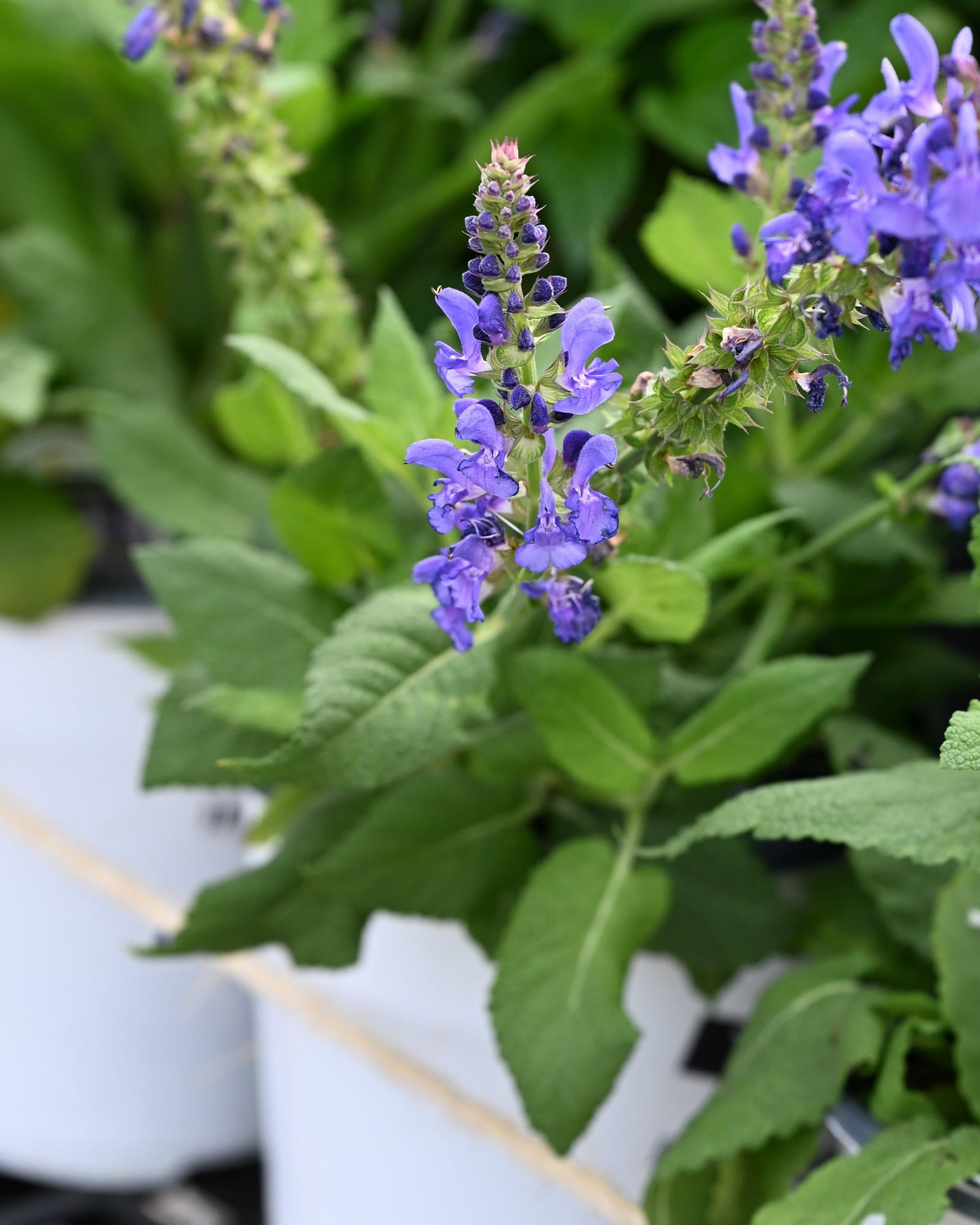 Sky Blue Marvel Salvia - view 3