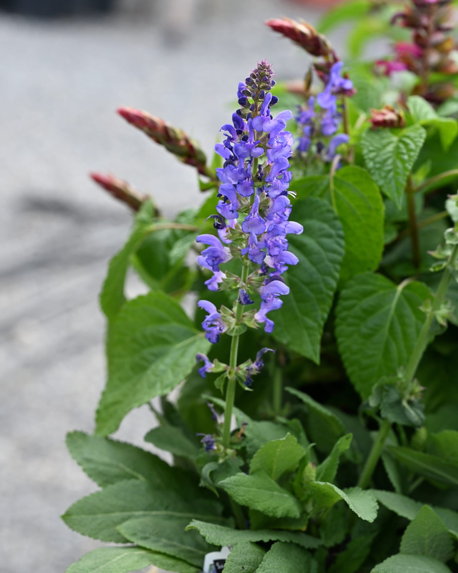 Sky Blue Marvel Salvia - view 4