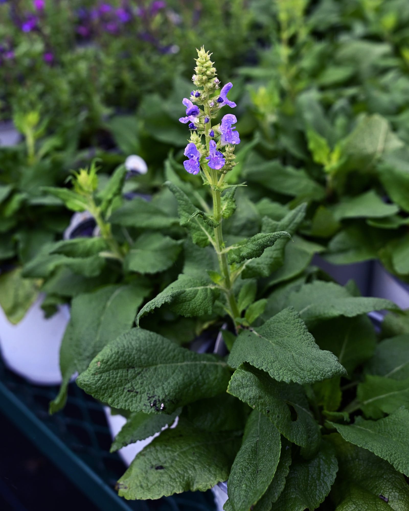 Sky Blue Marvel Salvia - view 5