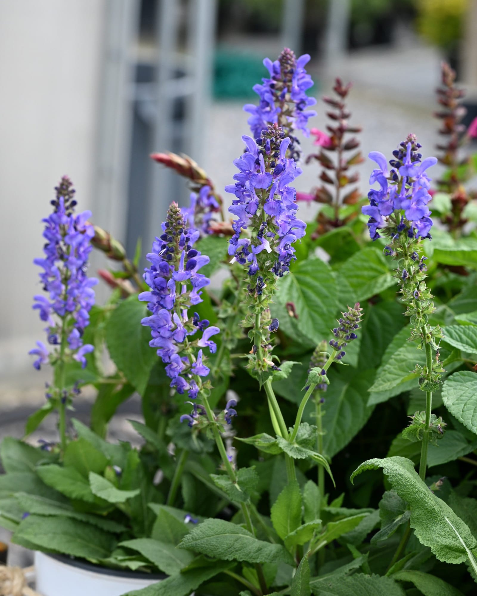 Sky Blue Marvel Salvia