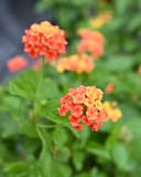 Shamrock Orange Flame Lantana thumbnail 2
