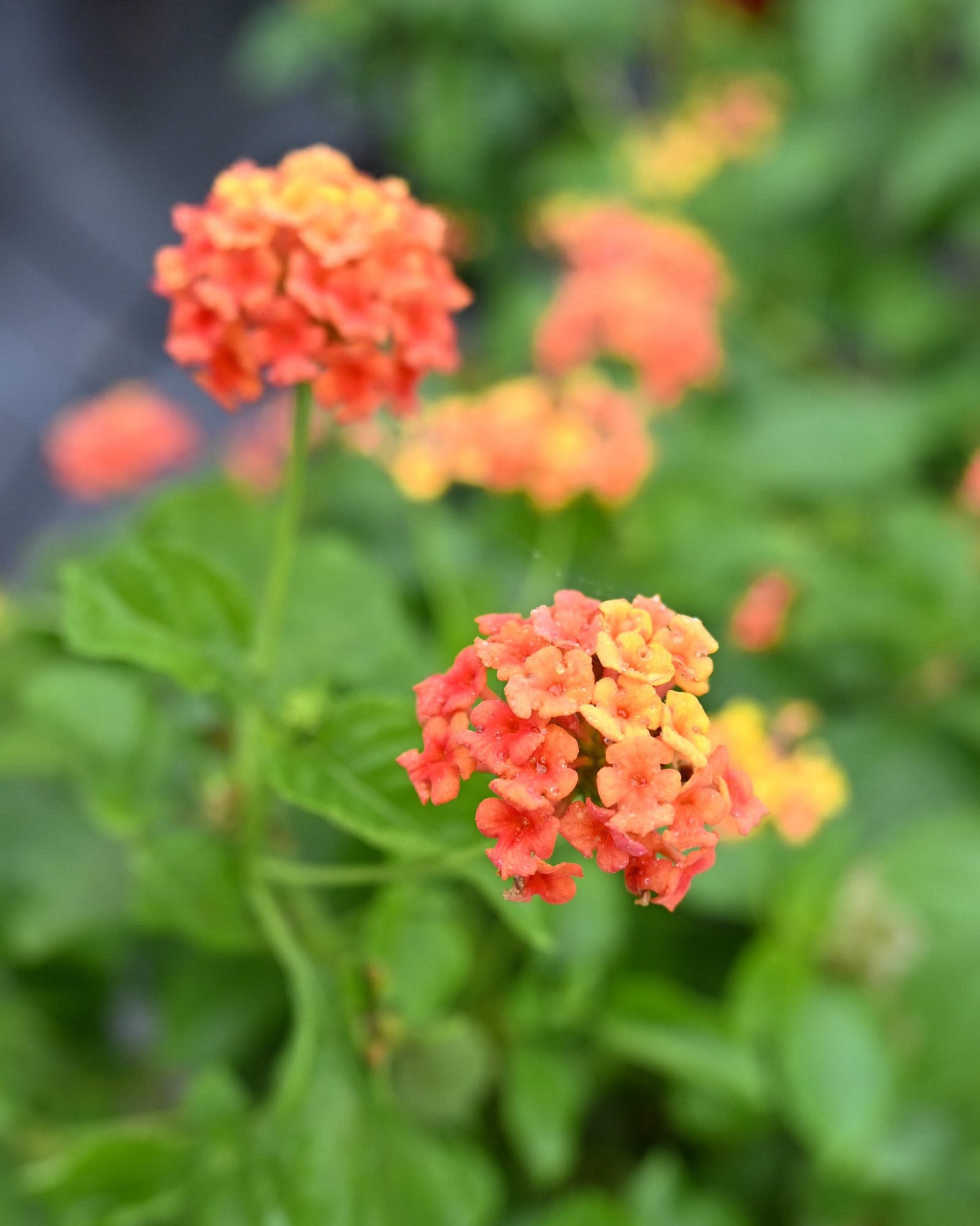 Shamrock Orange Flame Lantana - view 2