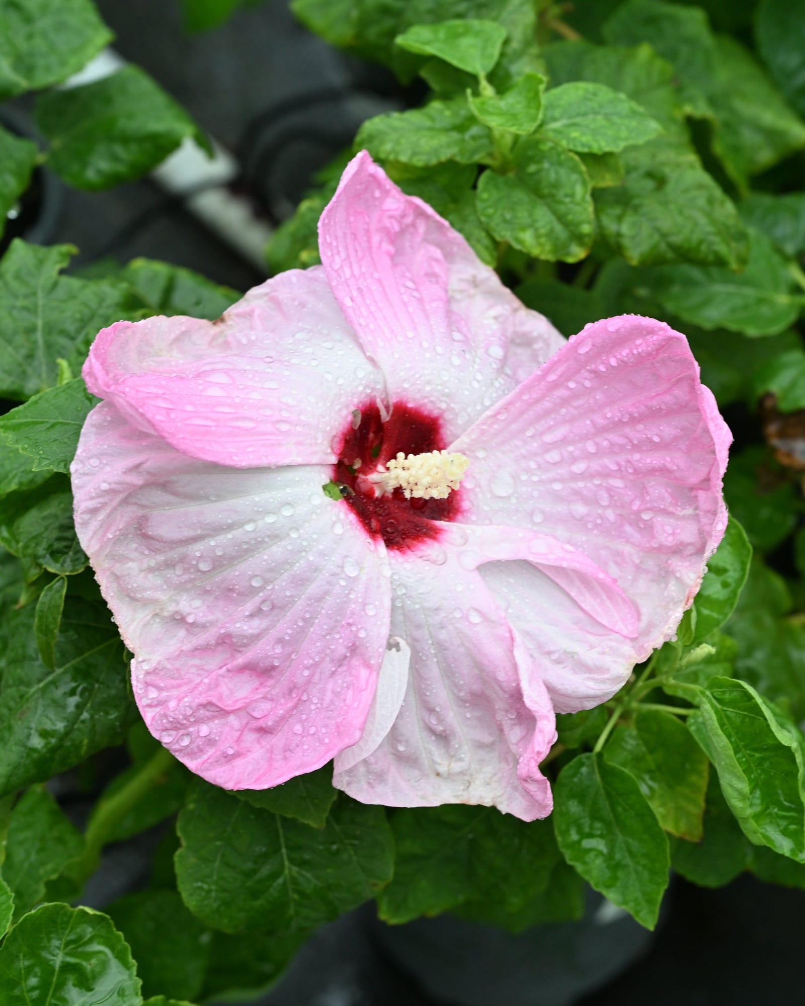 Luna Pink Swirl Hardy Hibiscus - view 3
