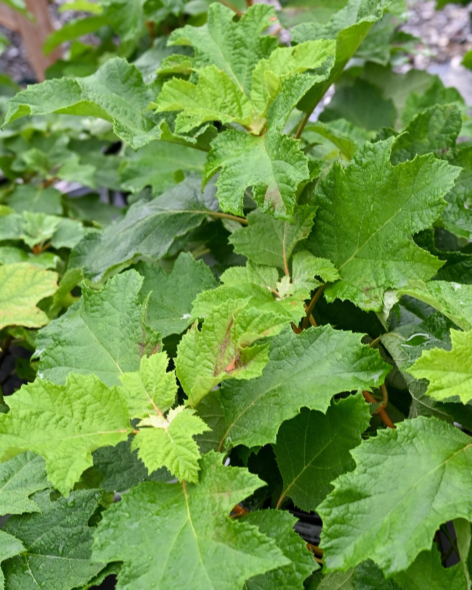 Oakleaf Hydrangea Snow Flake
