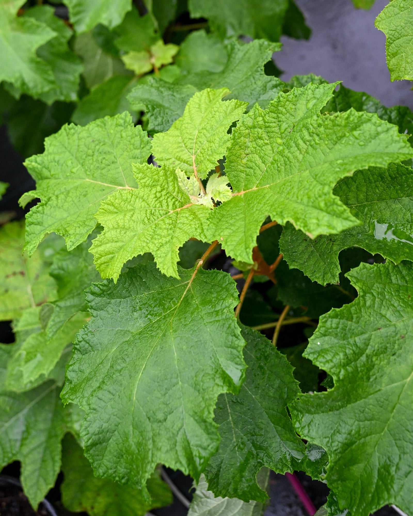 Oakleaf Hydrangea Snow Flake - Image 1