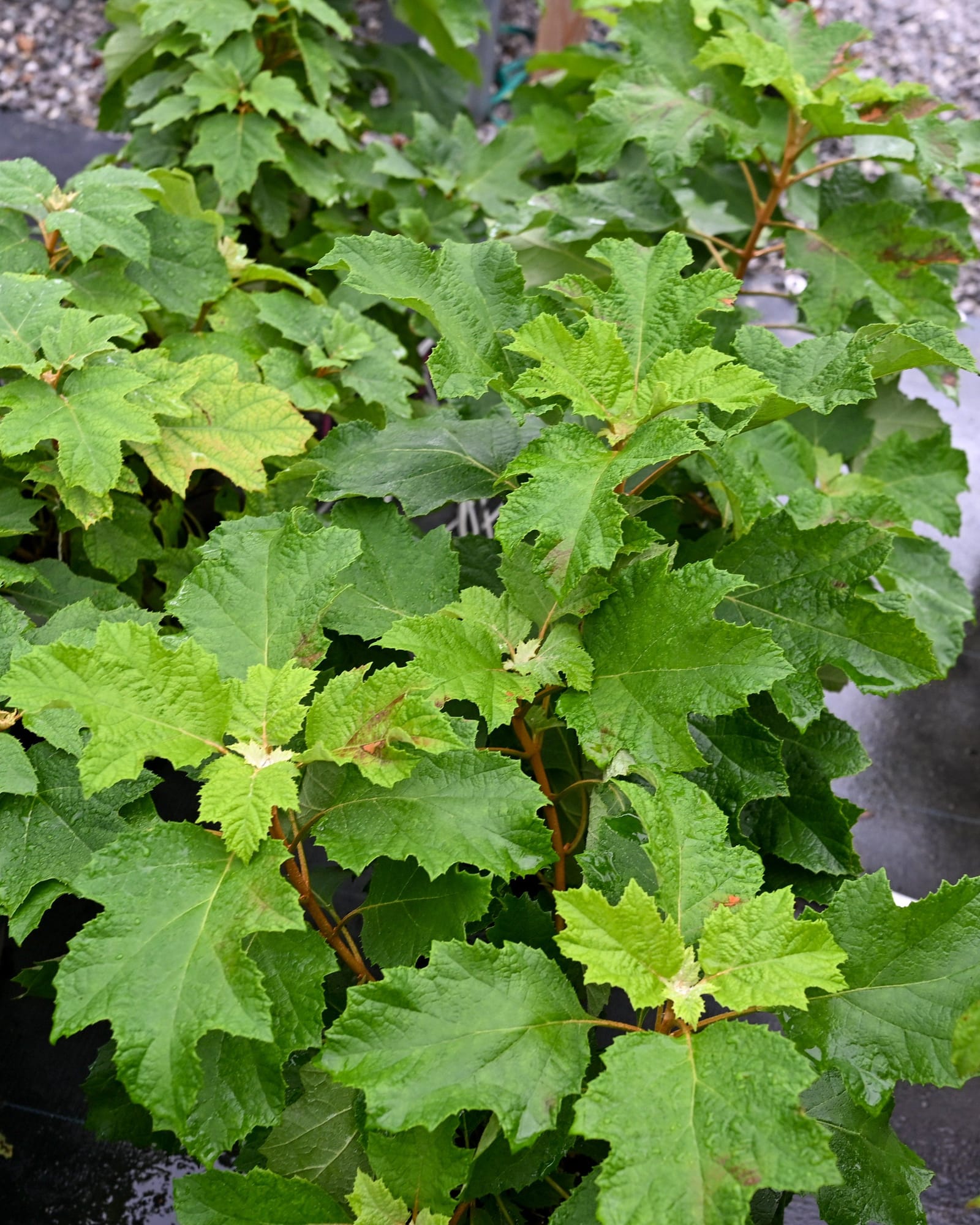 Oakleaf Hydrangea Snow Flake - view 3