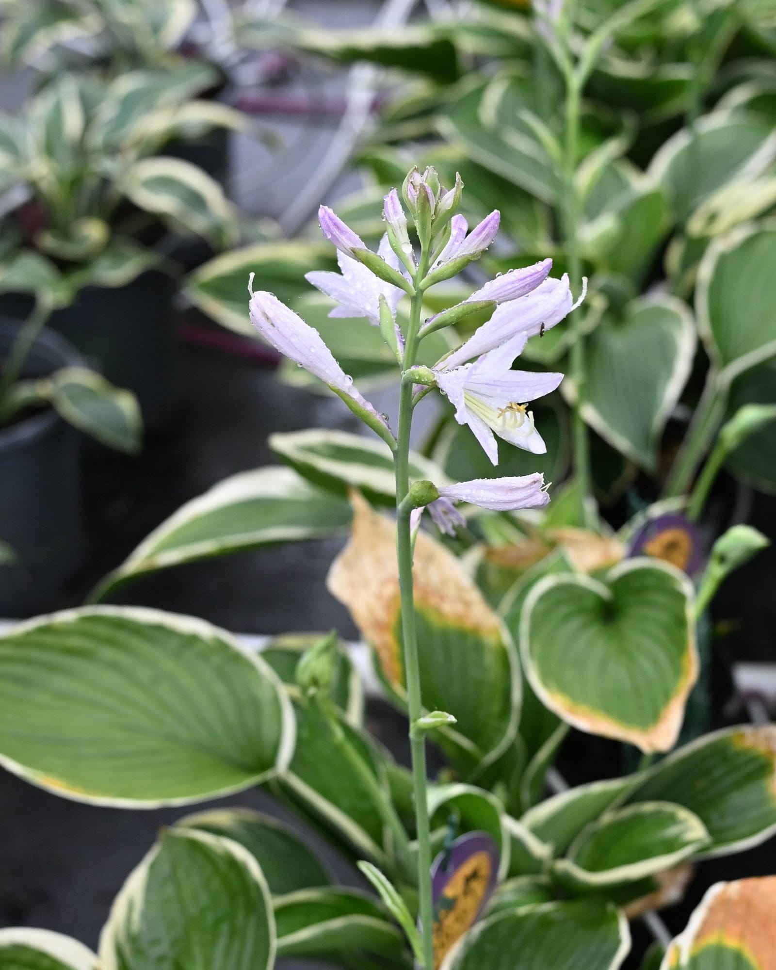 Francee Hosta - view 4