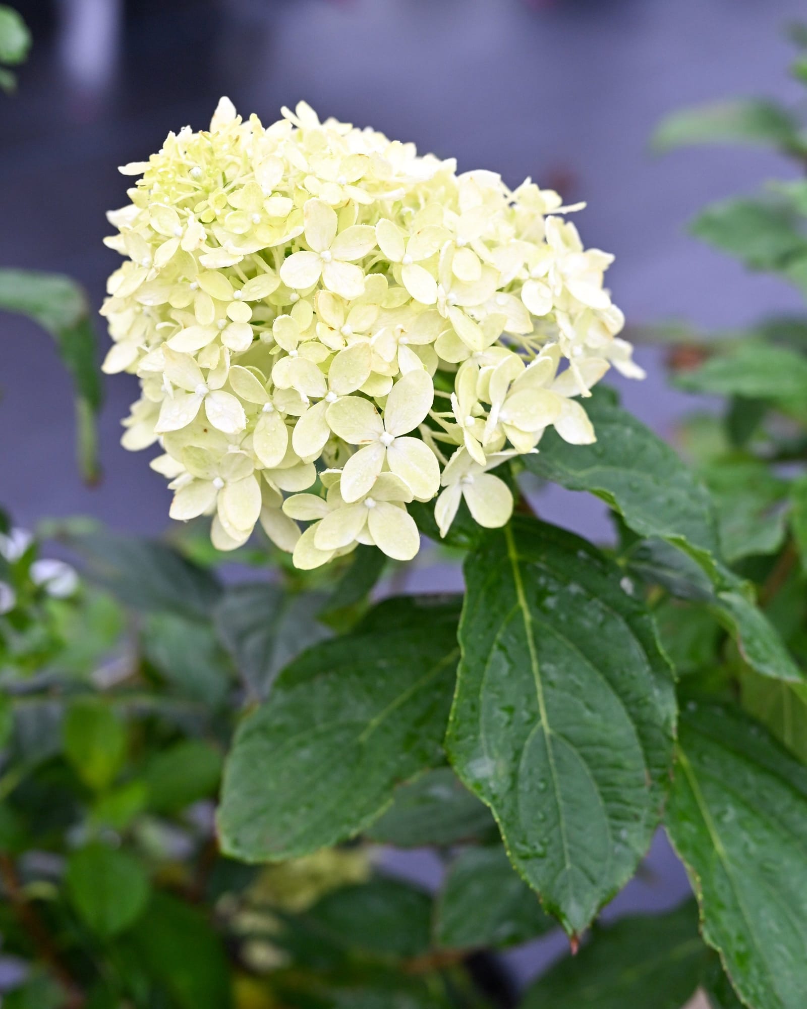Limelight Prime Hydrangea - view 4