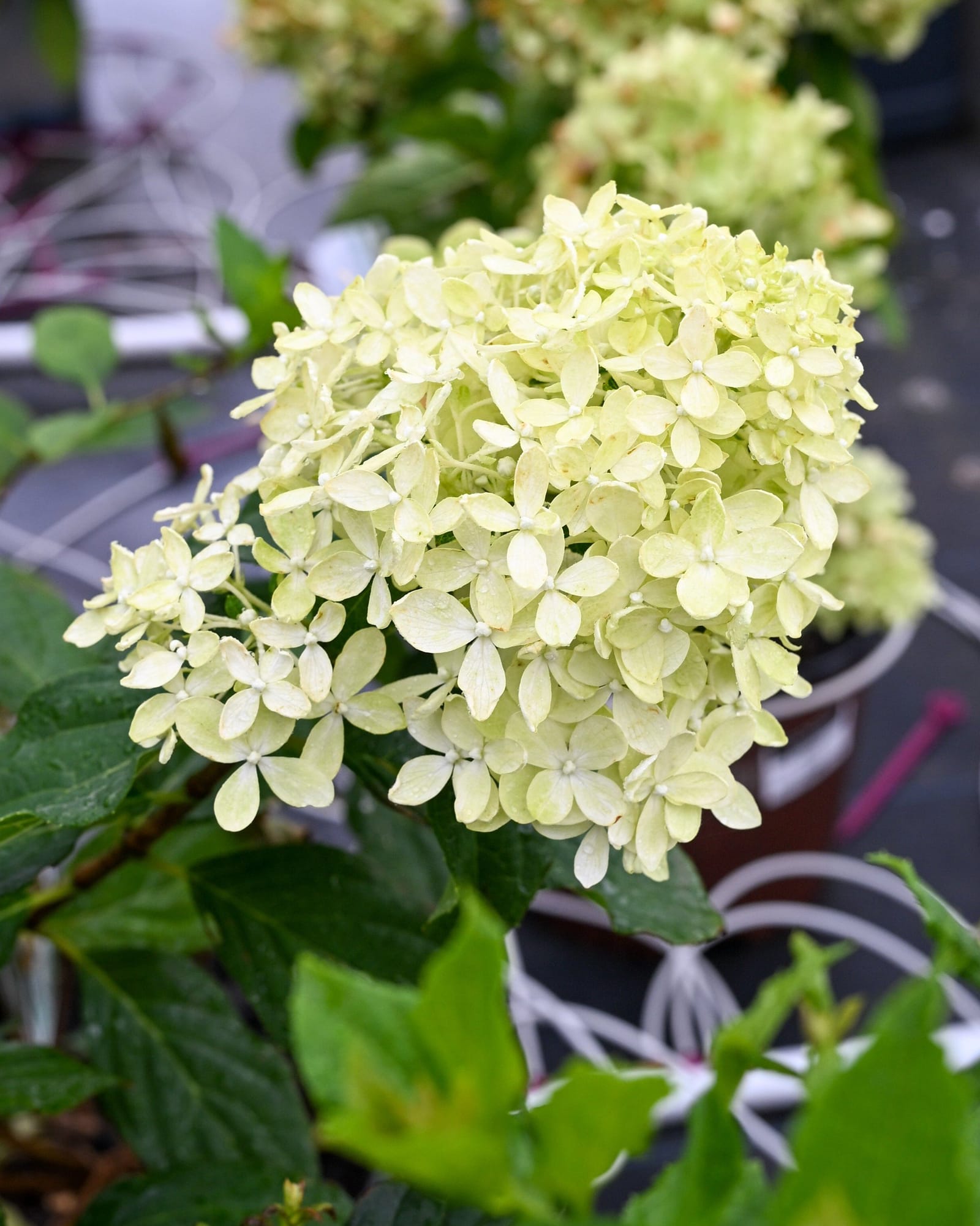 Limelight Prime Hydrangea - view 2