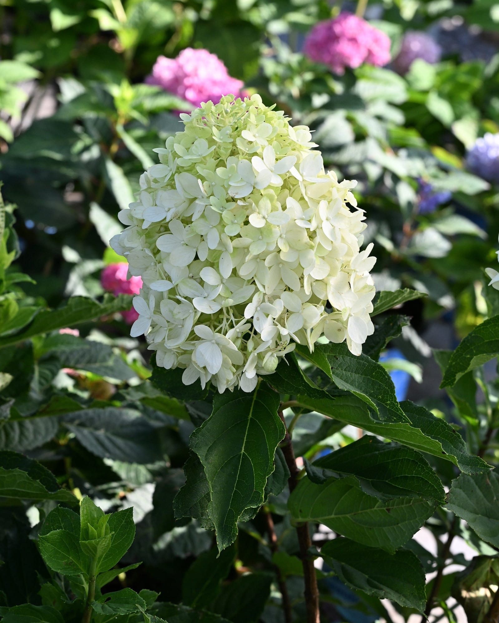 Limelight Prime Hydrangea
