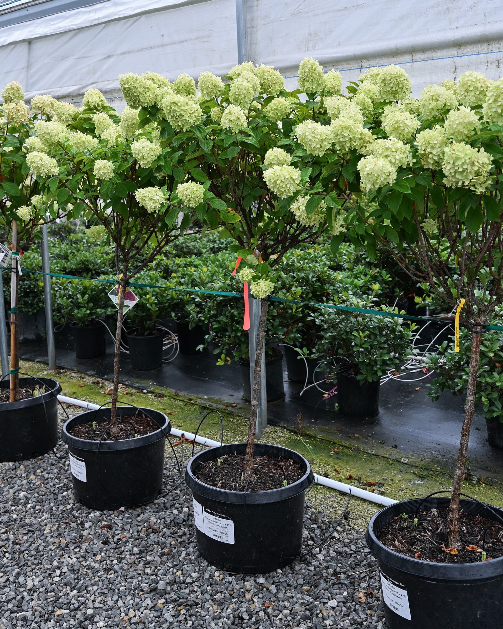Limelight Prime Hydrangea Tree Form