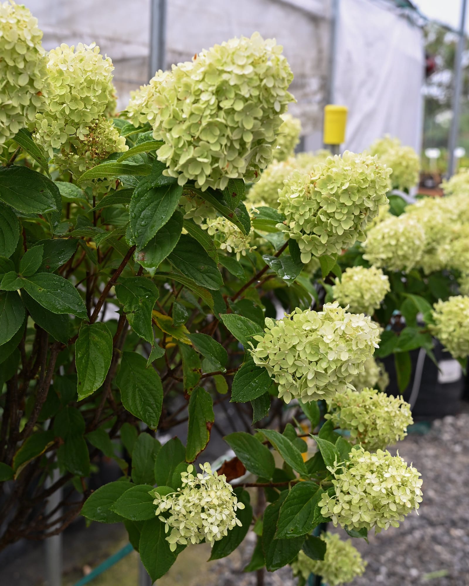 Limelight Prime Hydrangea Tree Form - view 2