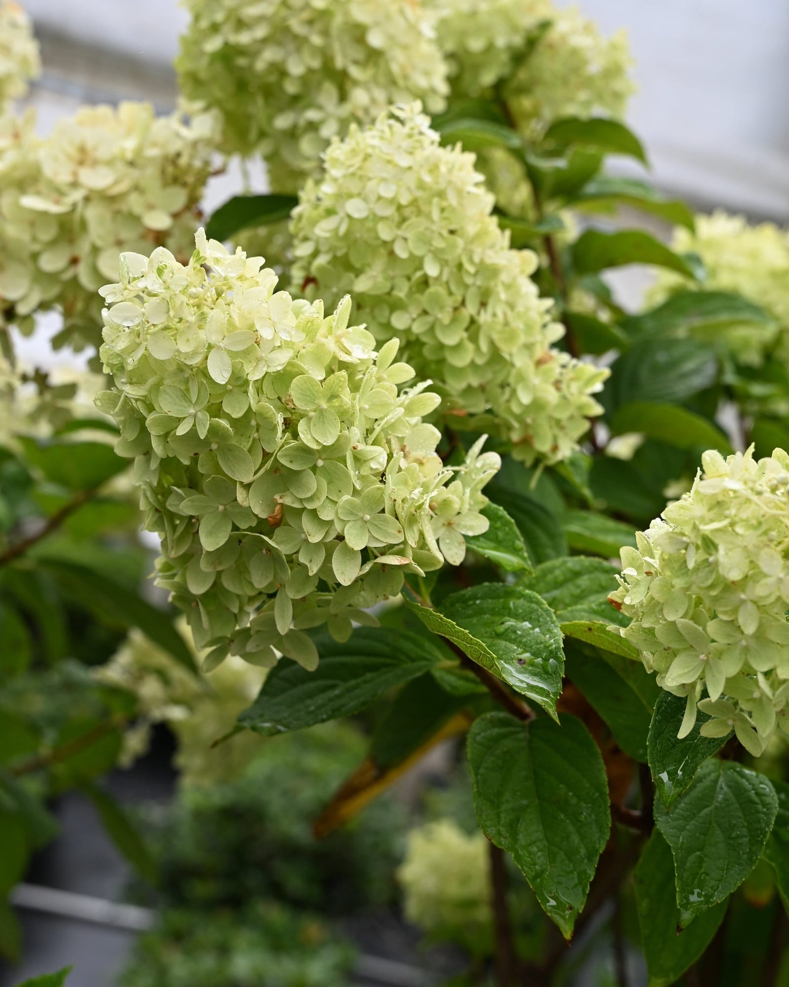 Limelight Prime Hydrangea Tree Form - view 3