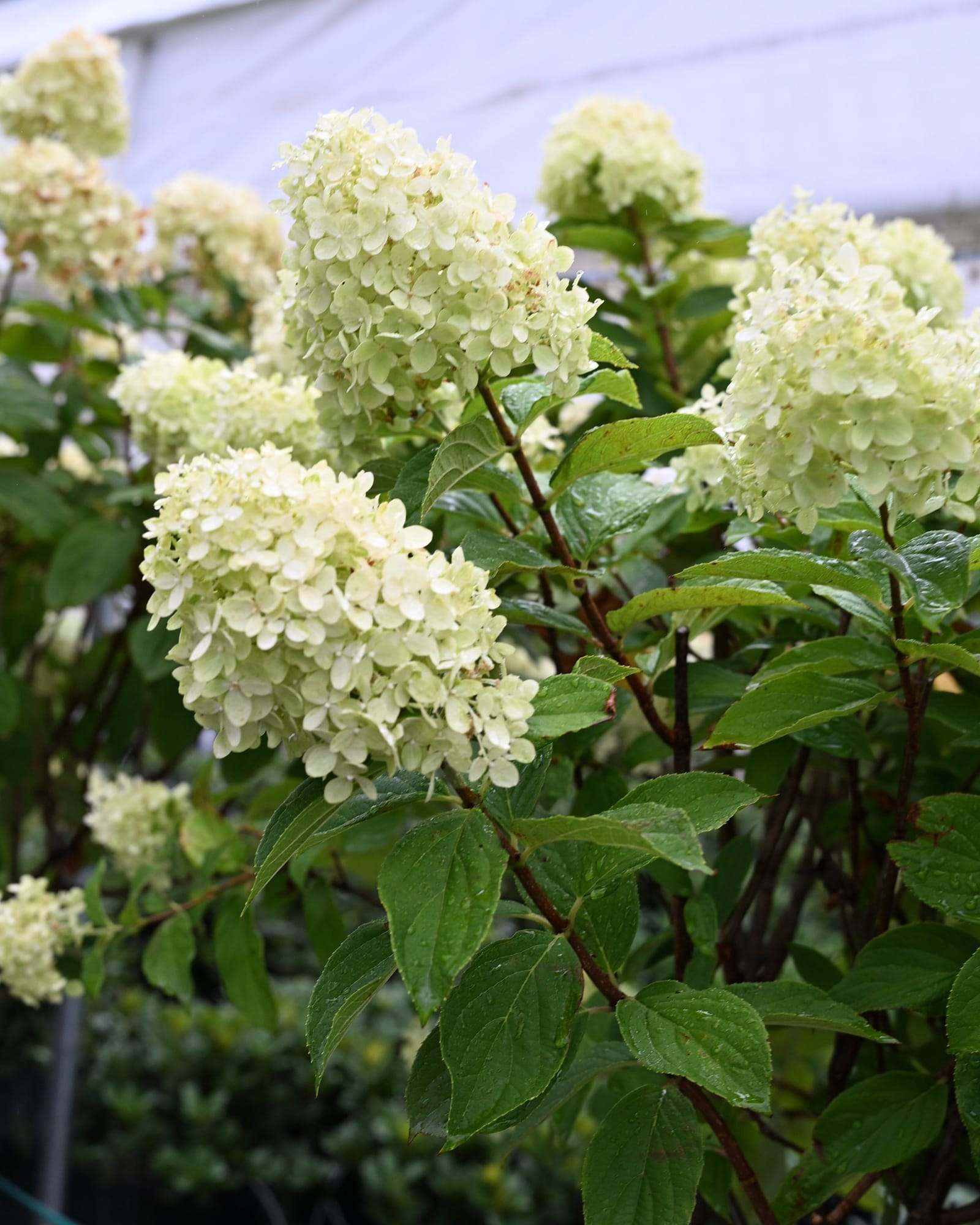 Limelight Prime Hydrangea Tree Form - view 5