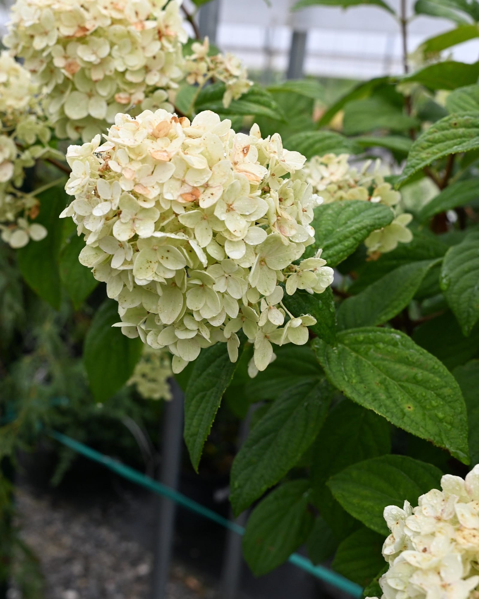 Fire Light Hydrangea Tree Form - view 4