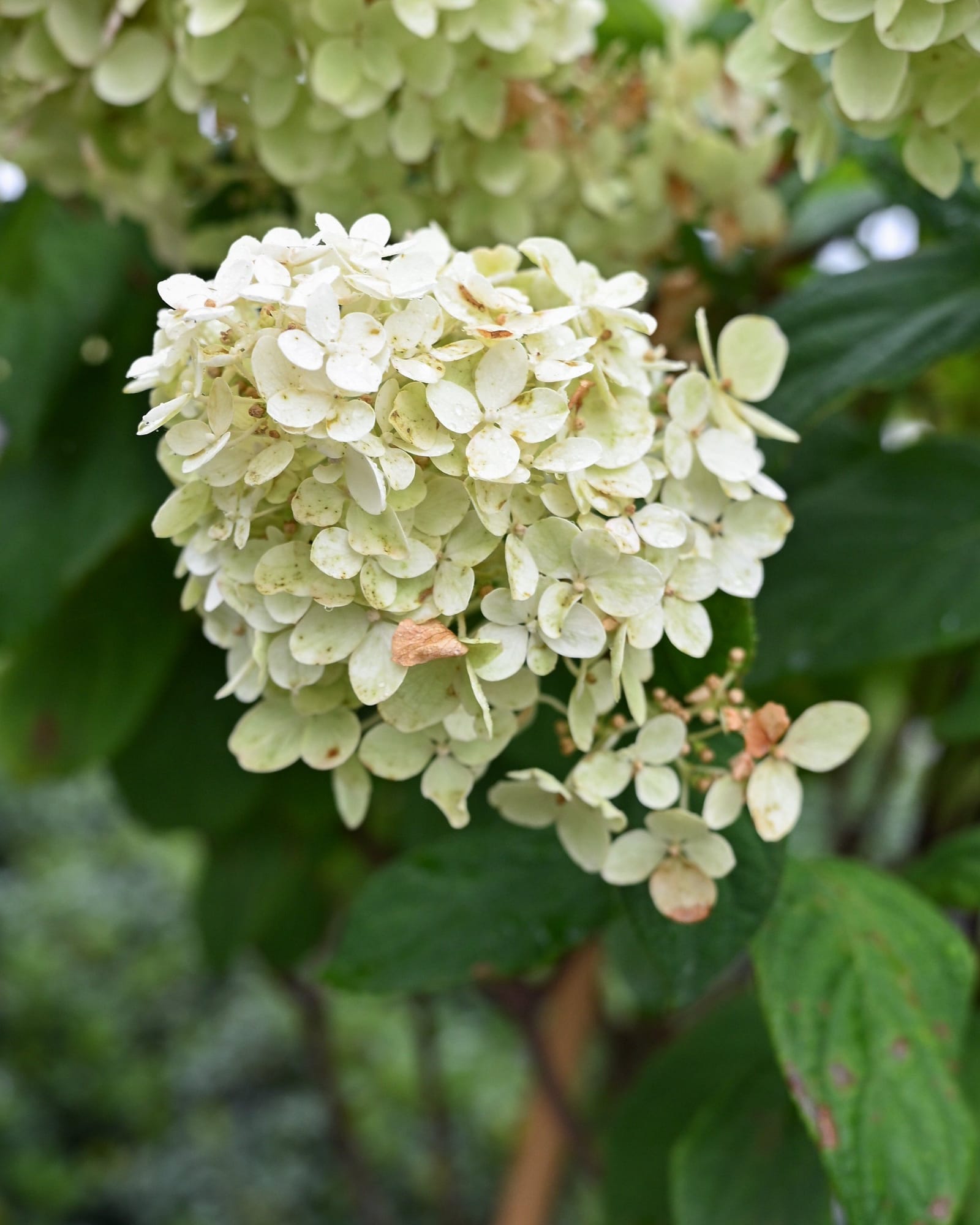Fire Light Hydrangea Tree Form - view 5