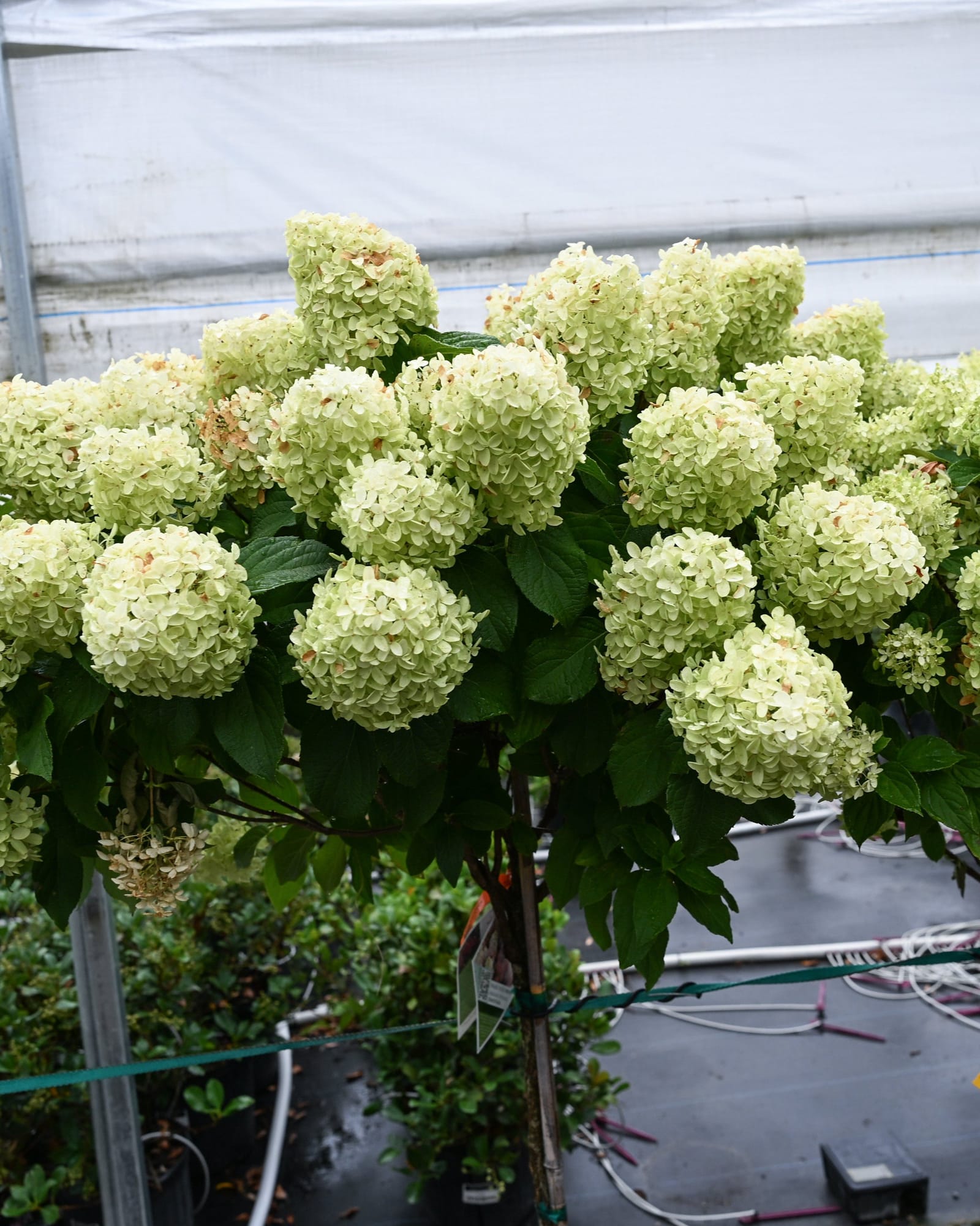 Quick Fire Fab Hydrangea Tree Form - view 2