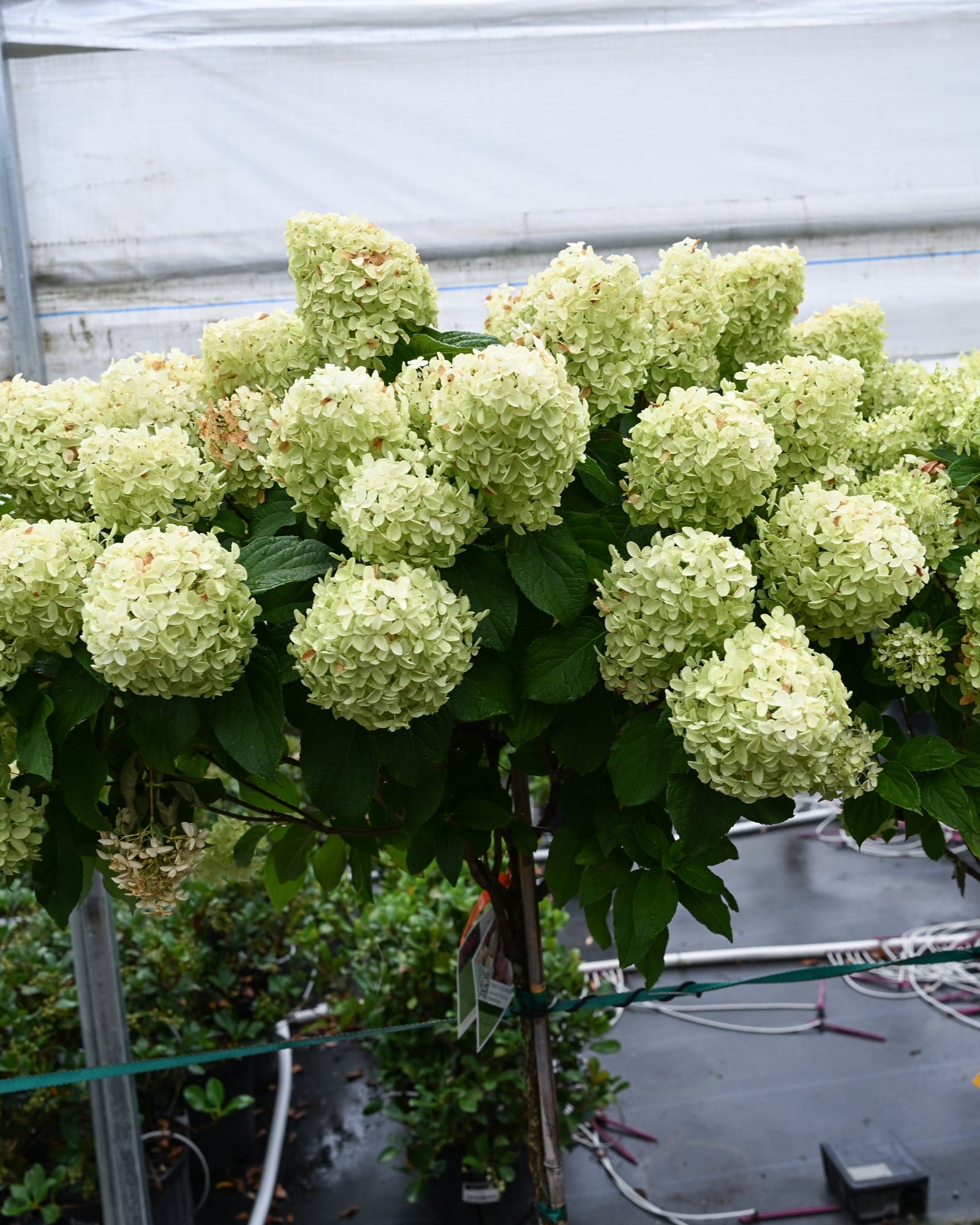 Quick Fire Fab Hydrangea Tree Form - Image 1