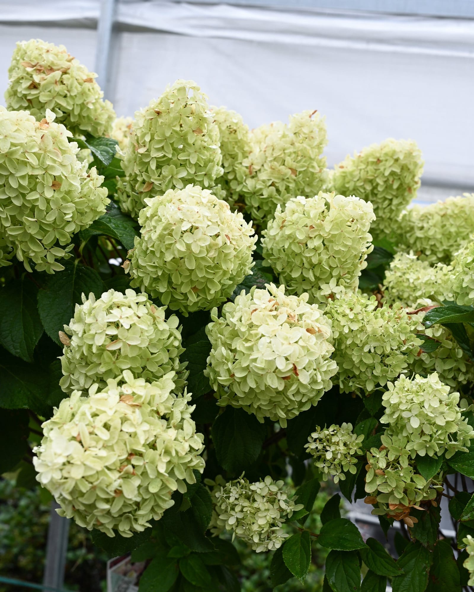 Quick Fire Fab Hydrangea Tree Form - view 3