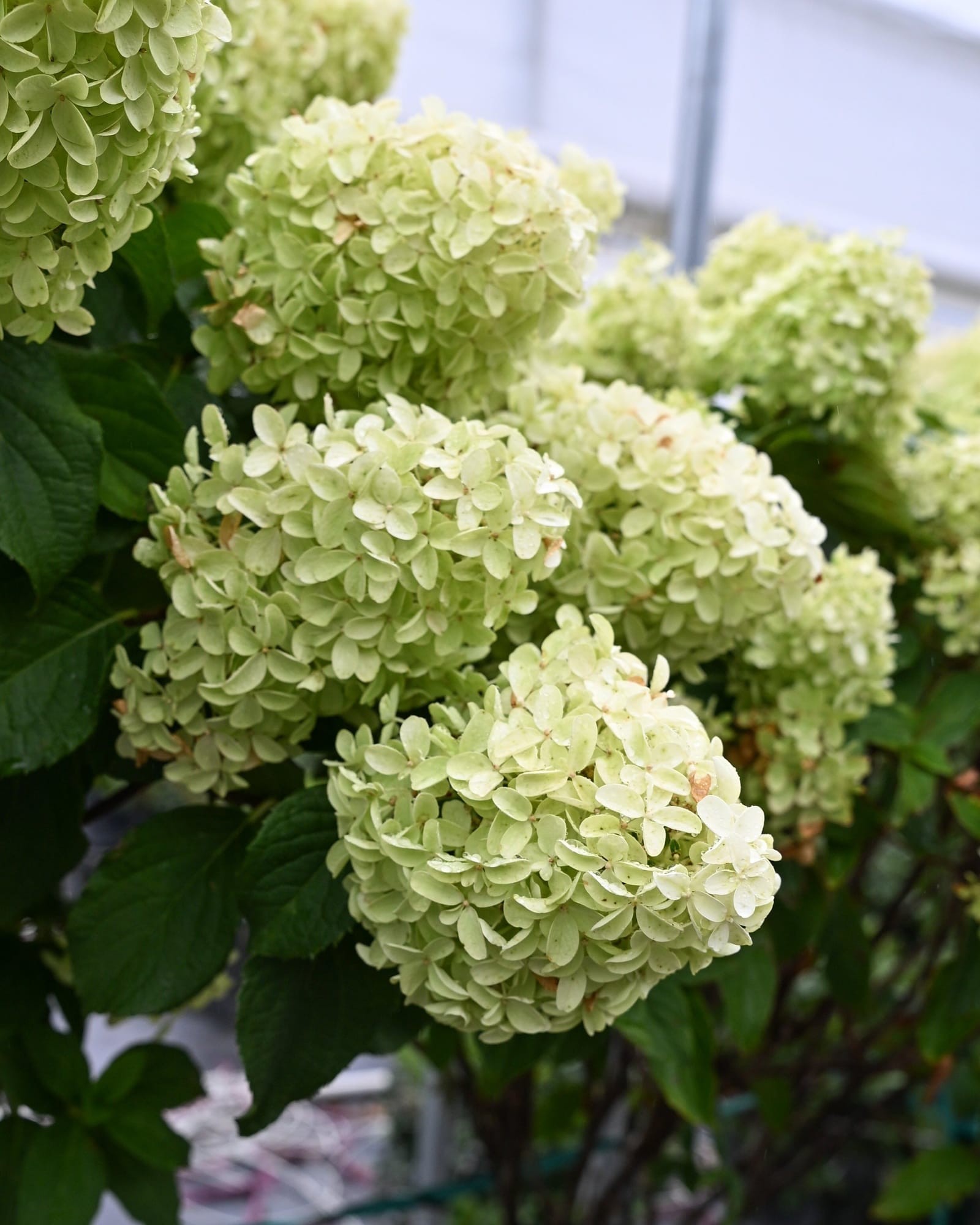 Quick Fire Fab Hydrangea Tree Form - view 5